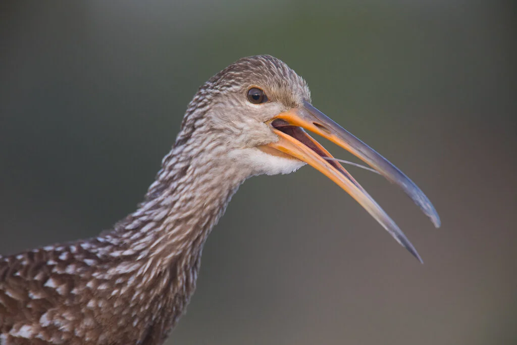 limpkin_bird_florida_photo_tour_workshop-3135.jpg