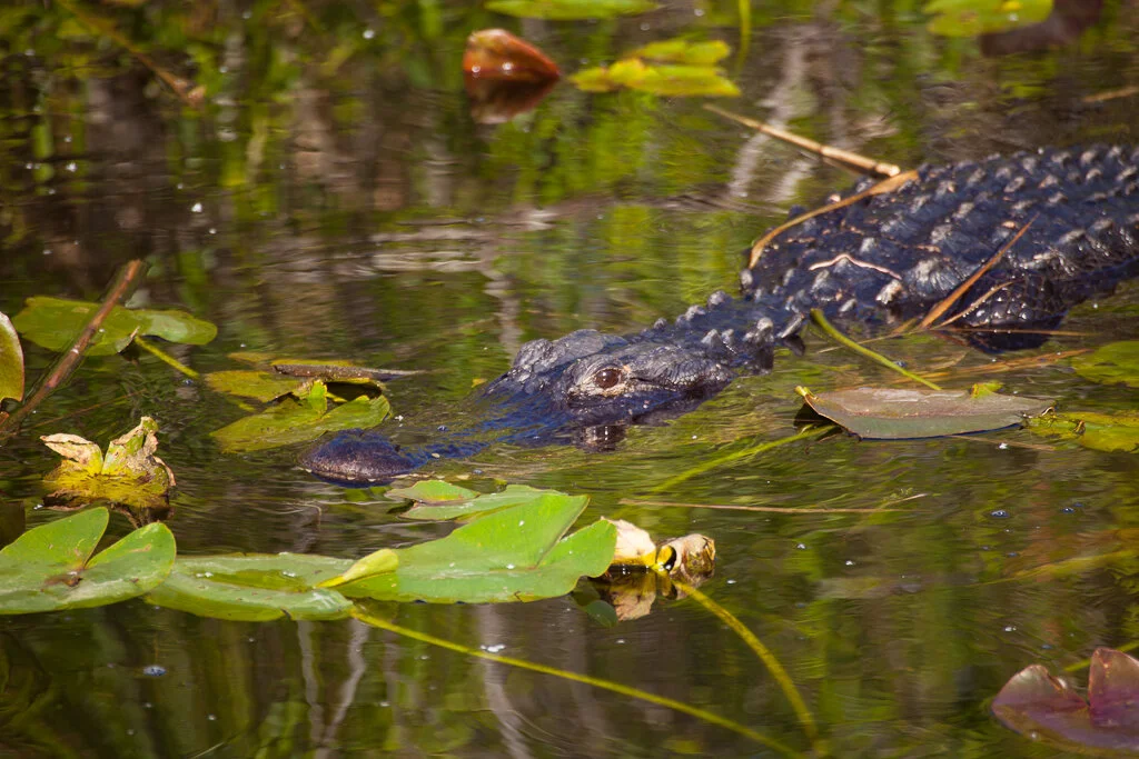 alligator_florida_photo_tour_workshop-3352.jpg