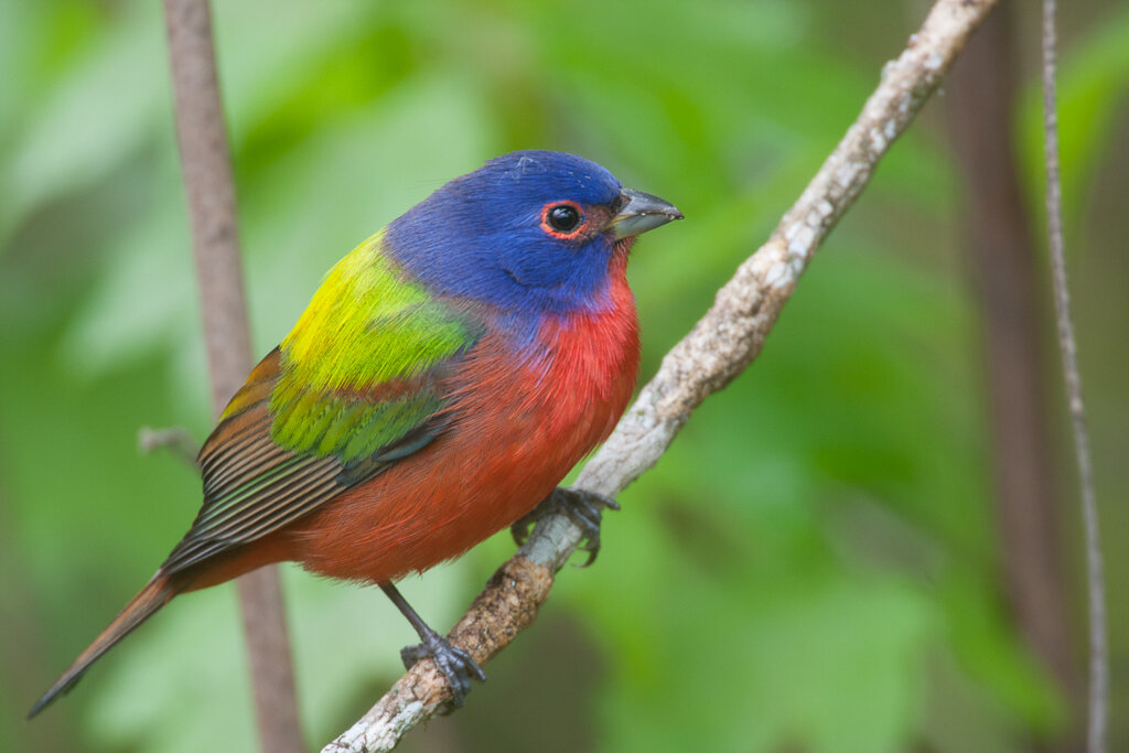 painted_bunting_florida_photo_tour_workshop-5239.jpg
