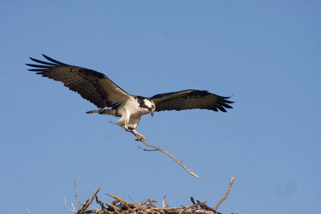 osprey_florida_photo_tour_workshop-7896.jpg