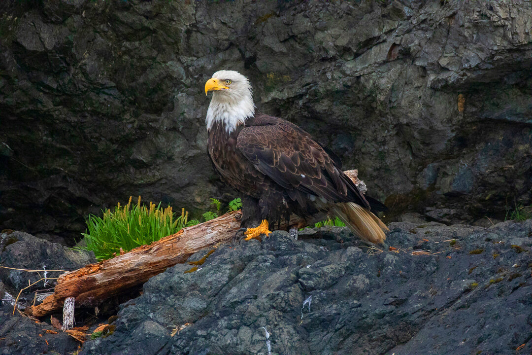 Alaska's Bald Eagles — Slonina Nature Photography