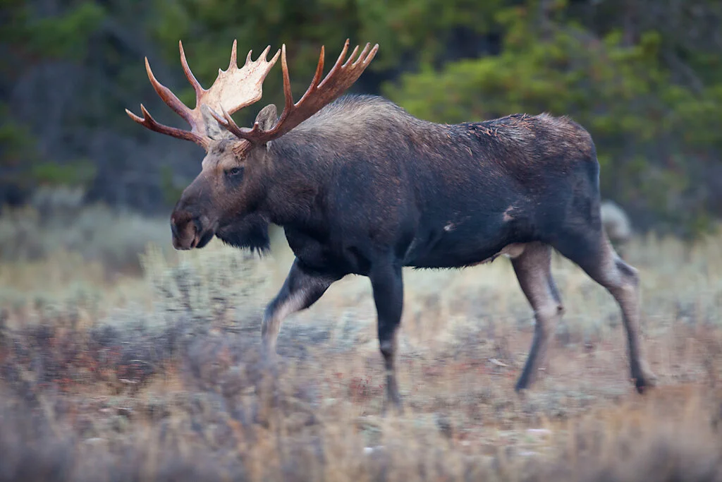 Moose_Grand_Teton_Wyoming_Photo_Tour_Workshop-0395.jpg