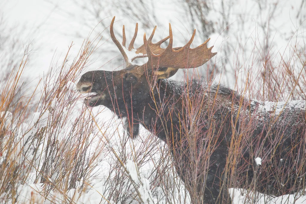 Moose_Yellowstone_Winter_Photo_tour_workshops-7322.jpg