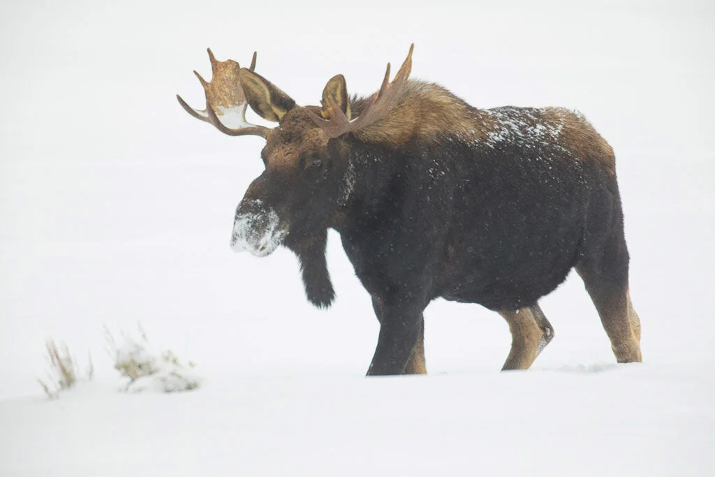 Moose_Yellowstone_Winter_Photo_tour_workshops-4979.jpg