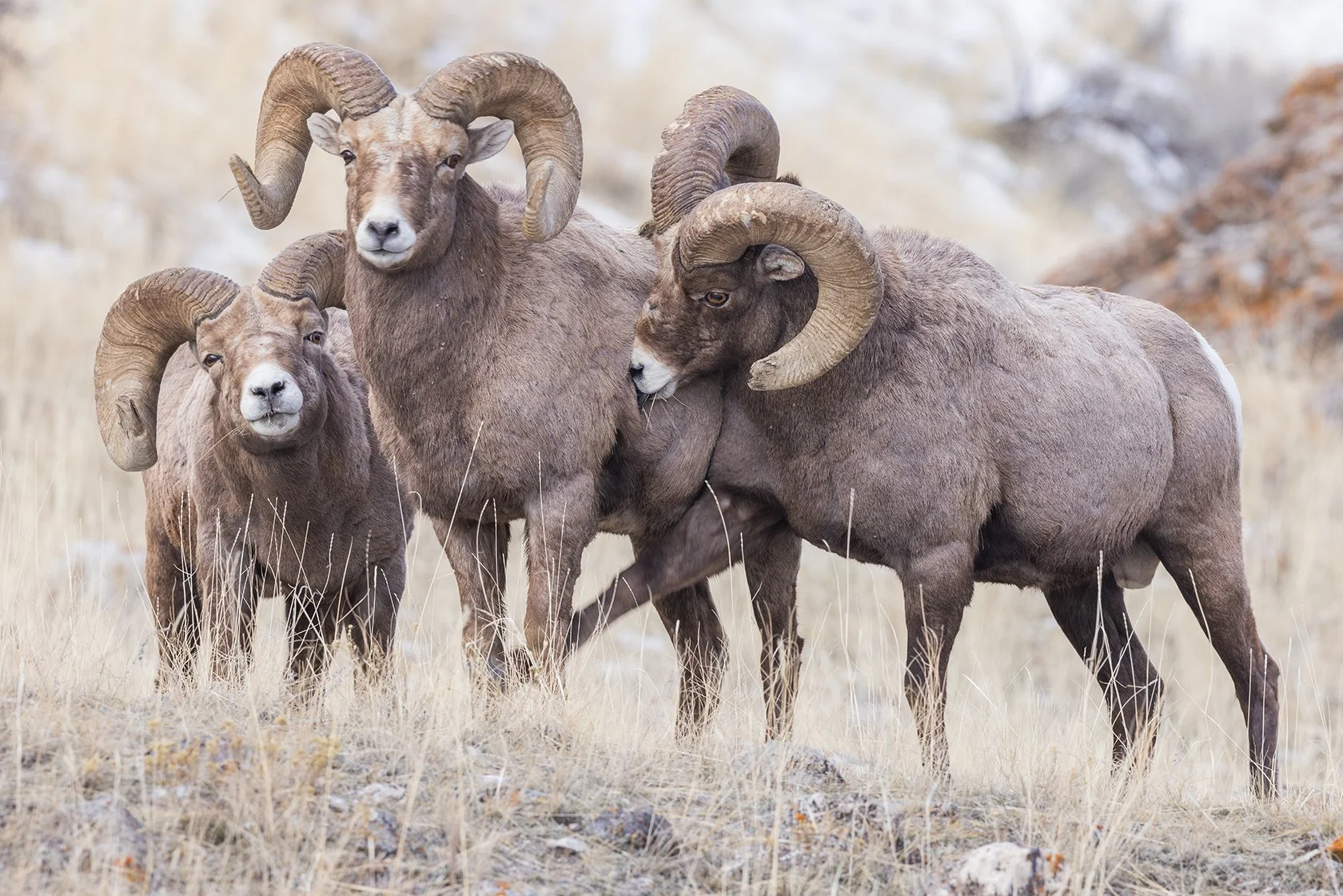 Yellowstone_Winter_Bighorn_Sheep_Photo_Tour_Workshop-7242-Edit.jpg