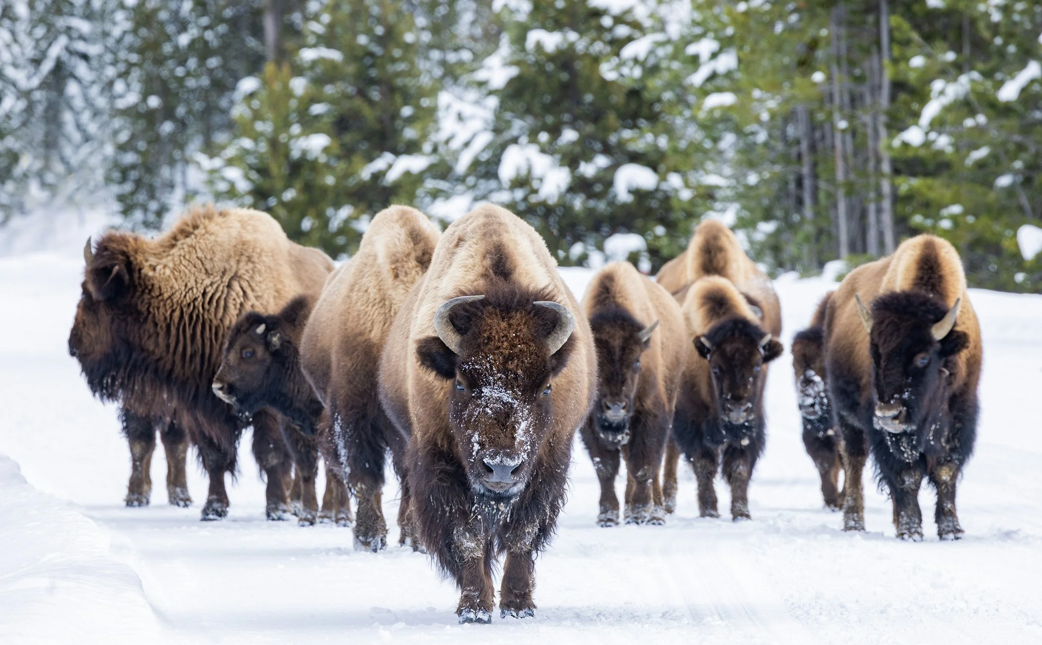 Bison_Yellowstone_Winter_Photo_Tour_Workshop-1655.jpg