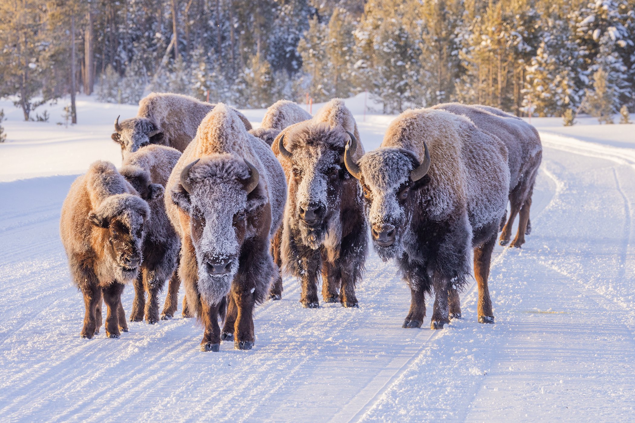 Bison_Yellowstone_Winter_Photo_Tour_Workshop-0111.jpg