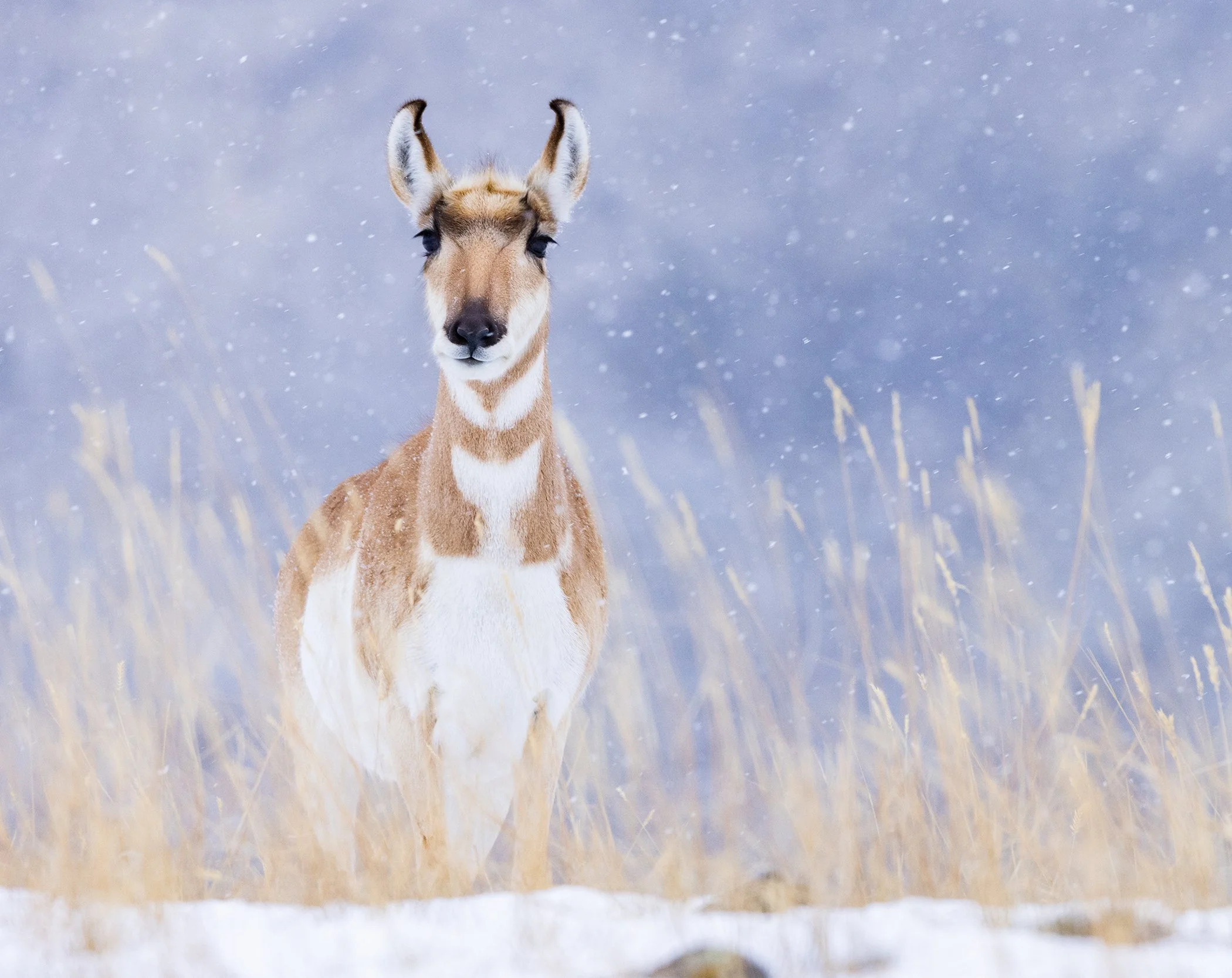 Yellowstone_Winter_Proghorn_Photo_Tour_Workshop-5304.jpg