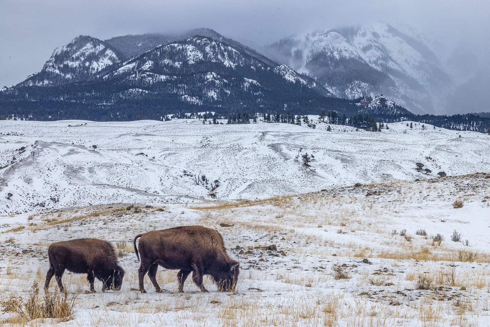Yellowstone_Winter_Bison_Photo_Tour_Workshop-2993-Edit.jpg