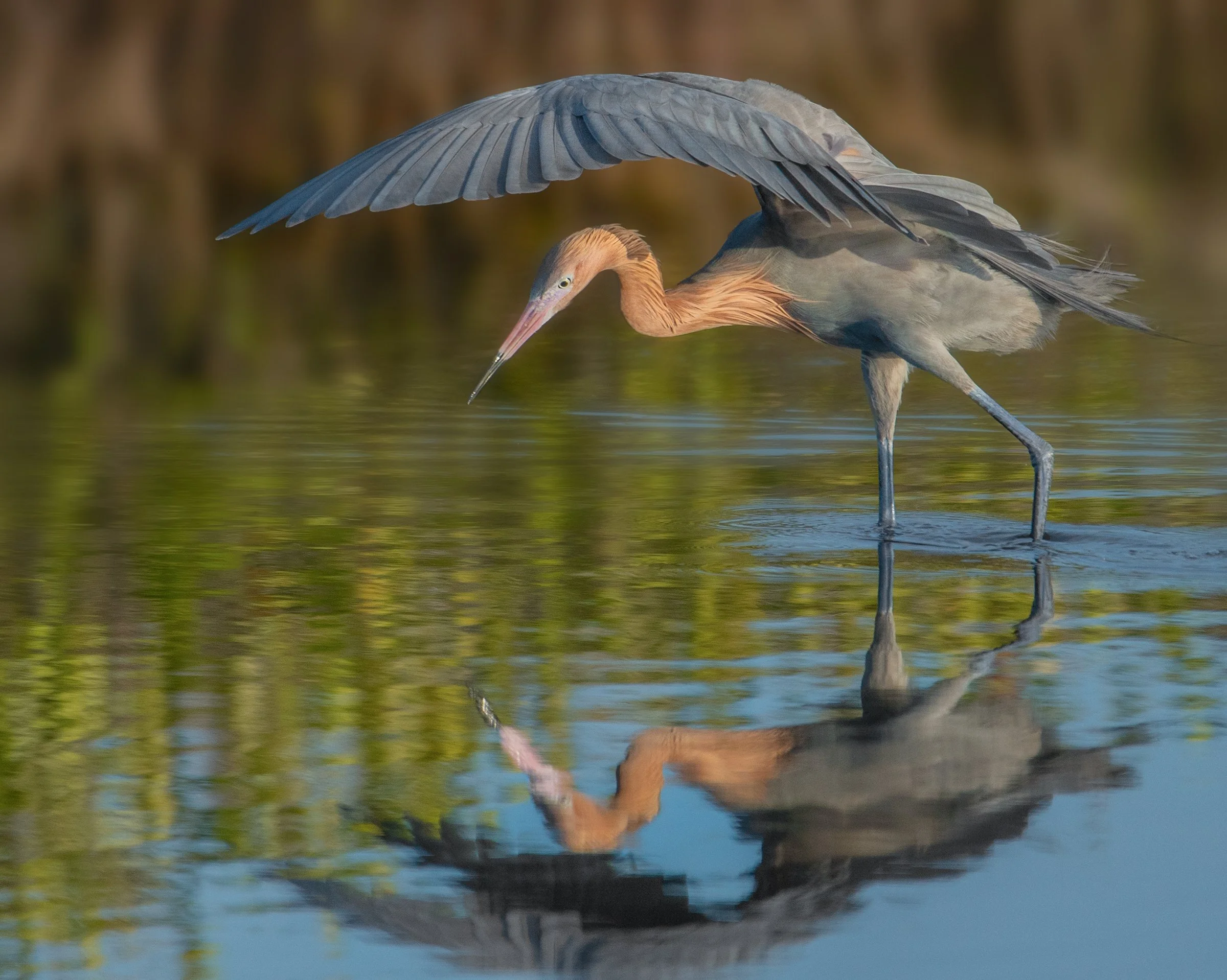 reddish_egret.jpg