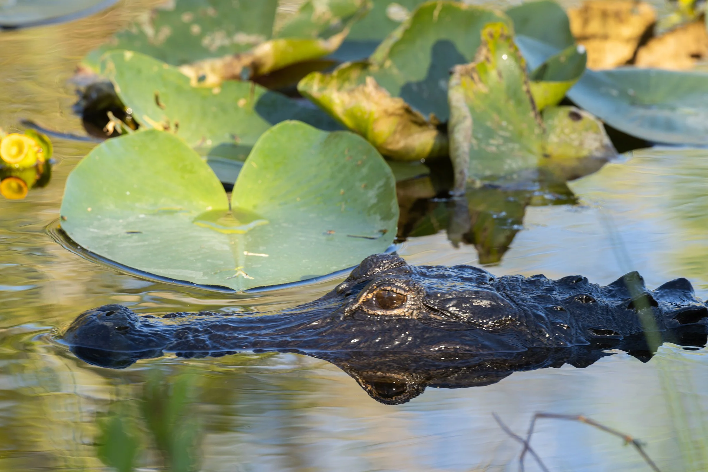 Alligator_Florida_Photo_Tour_Workshop-0350.jpg