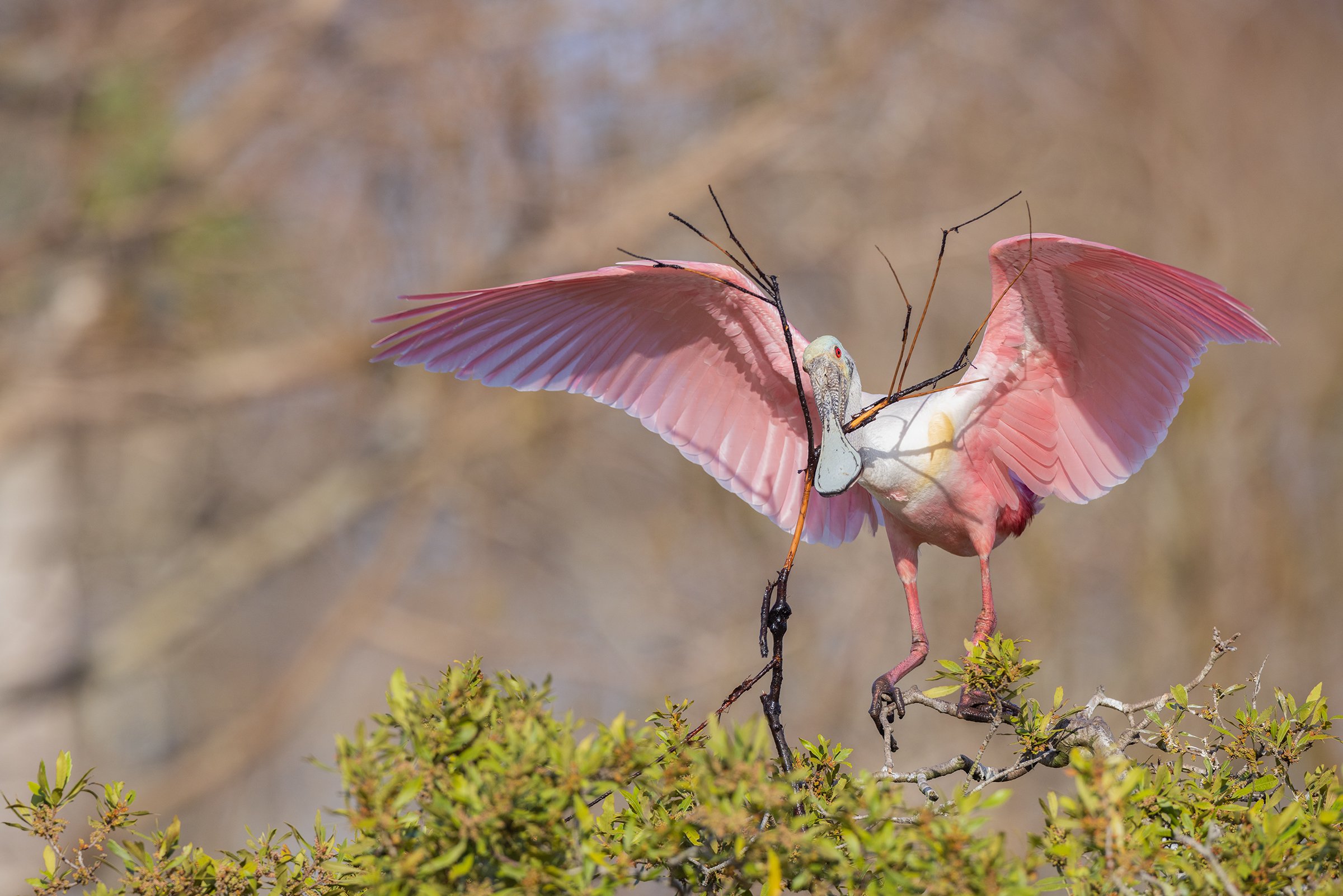 Roseate_Spoonbill_Florida_Photo_Tour_Workshop-8779.jpg