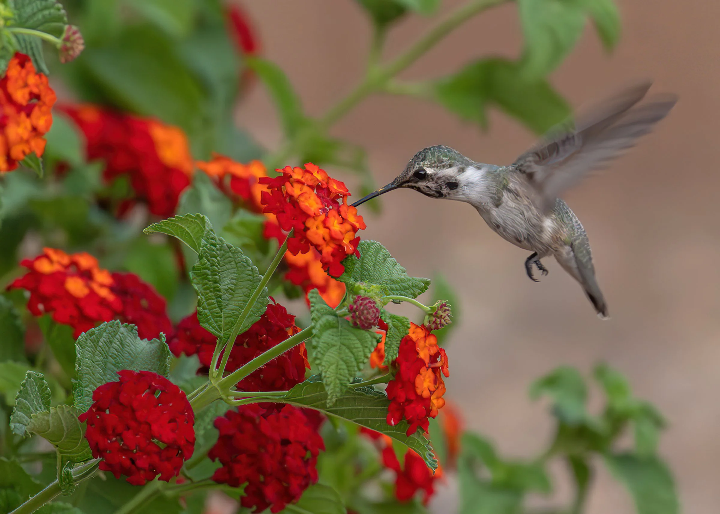 Costas_Hummingbird_AZ_Photo_Tour_Workshop-JB2.jpg