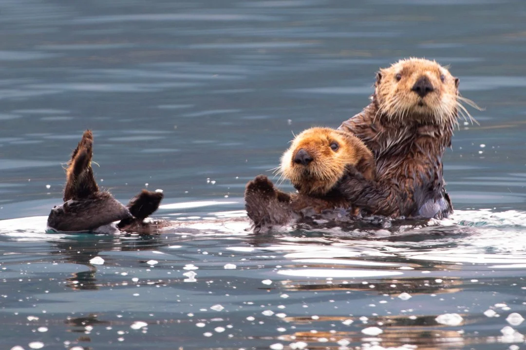 Alaska_Sea_Otter_Photo_Tour_Workshop-4012-2.JPG