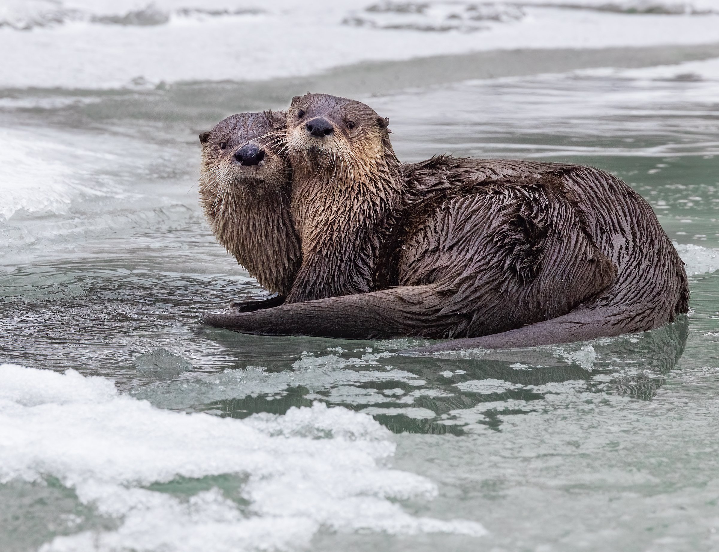 River_Otter_Yellowstone_Winter_Tour_Workshop-6261-Edit.jpg