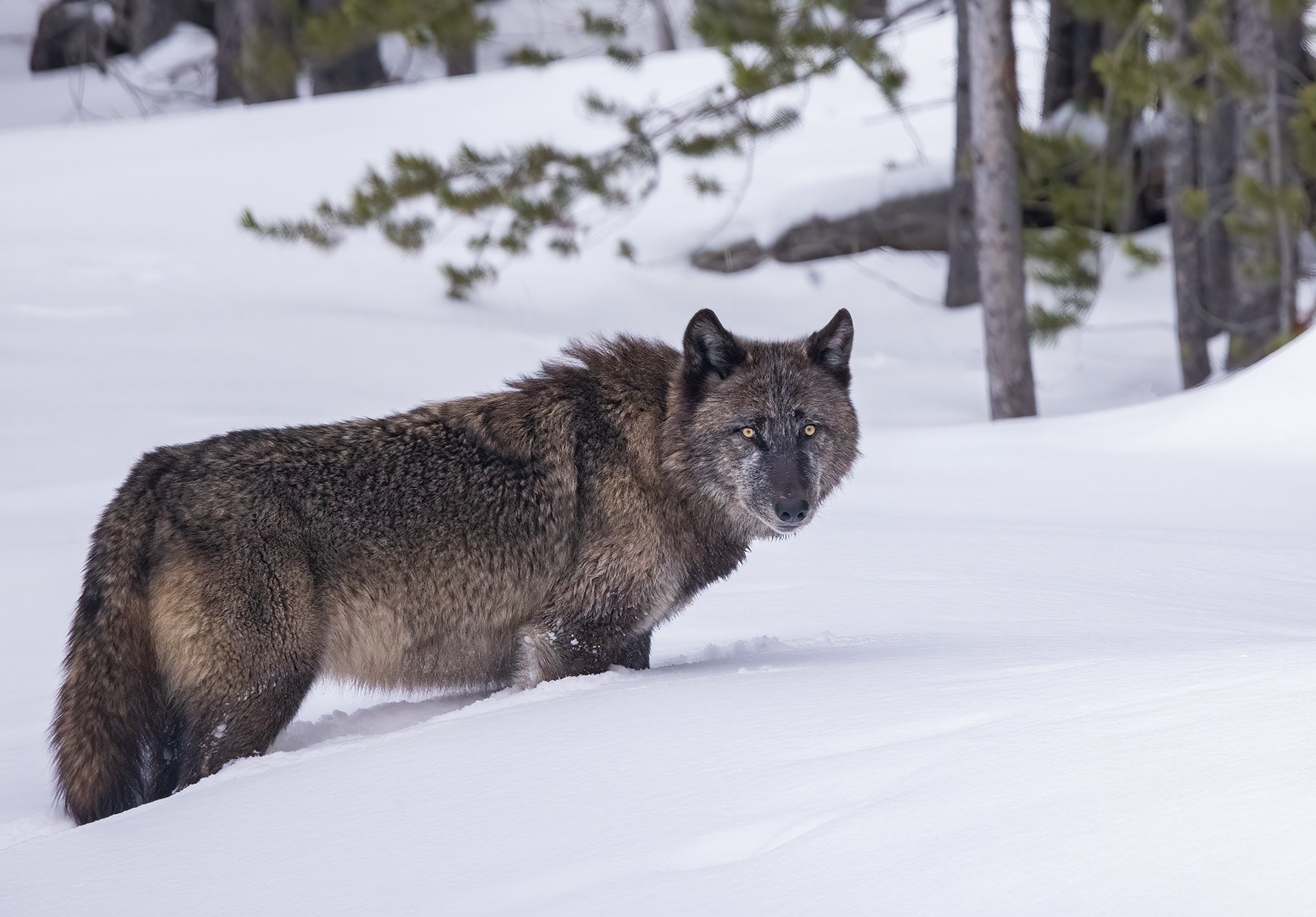 Yellowstone Wolf