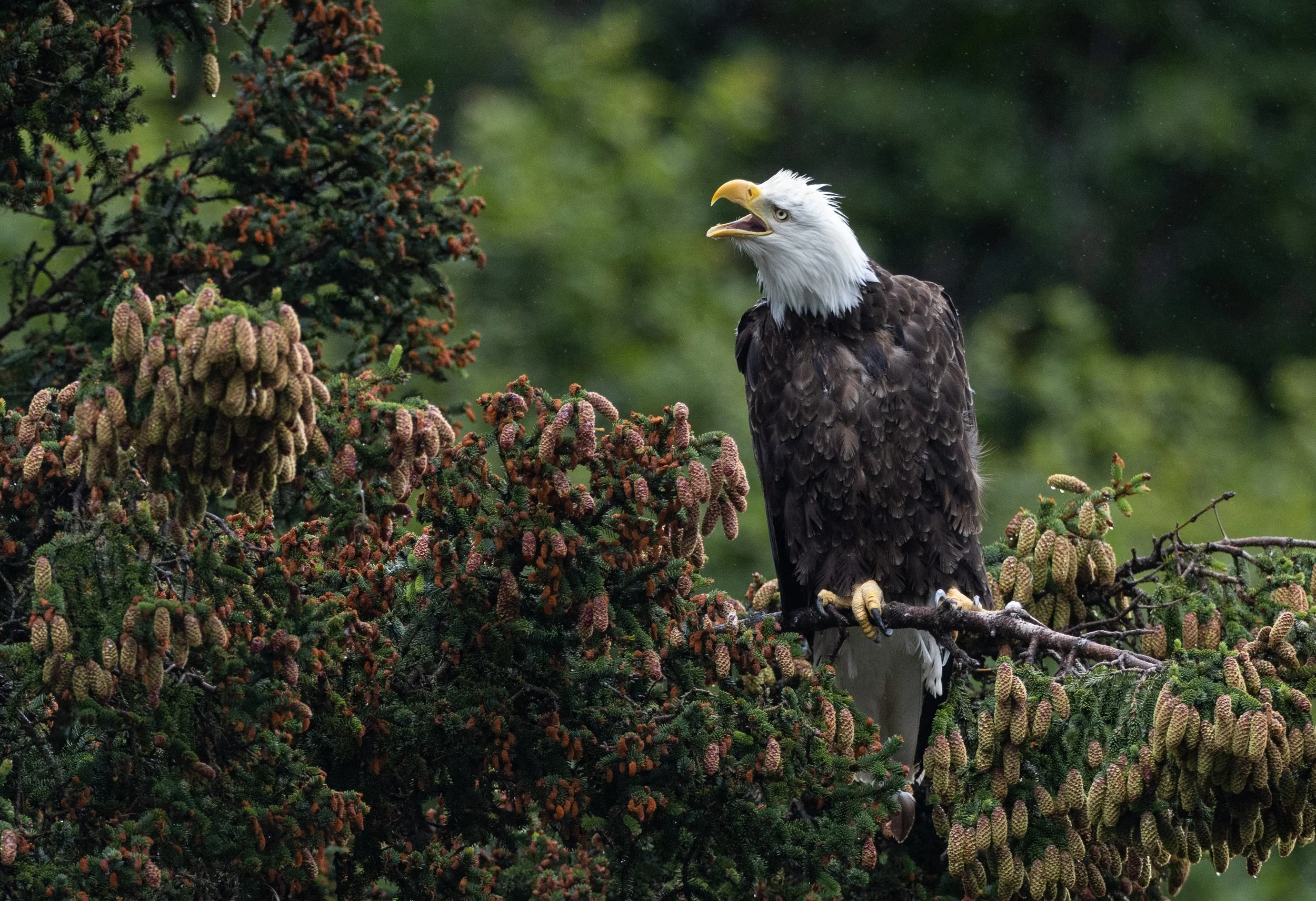 Bald_Eagle_Alaska_photo_tour_workshop-2607.jpg