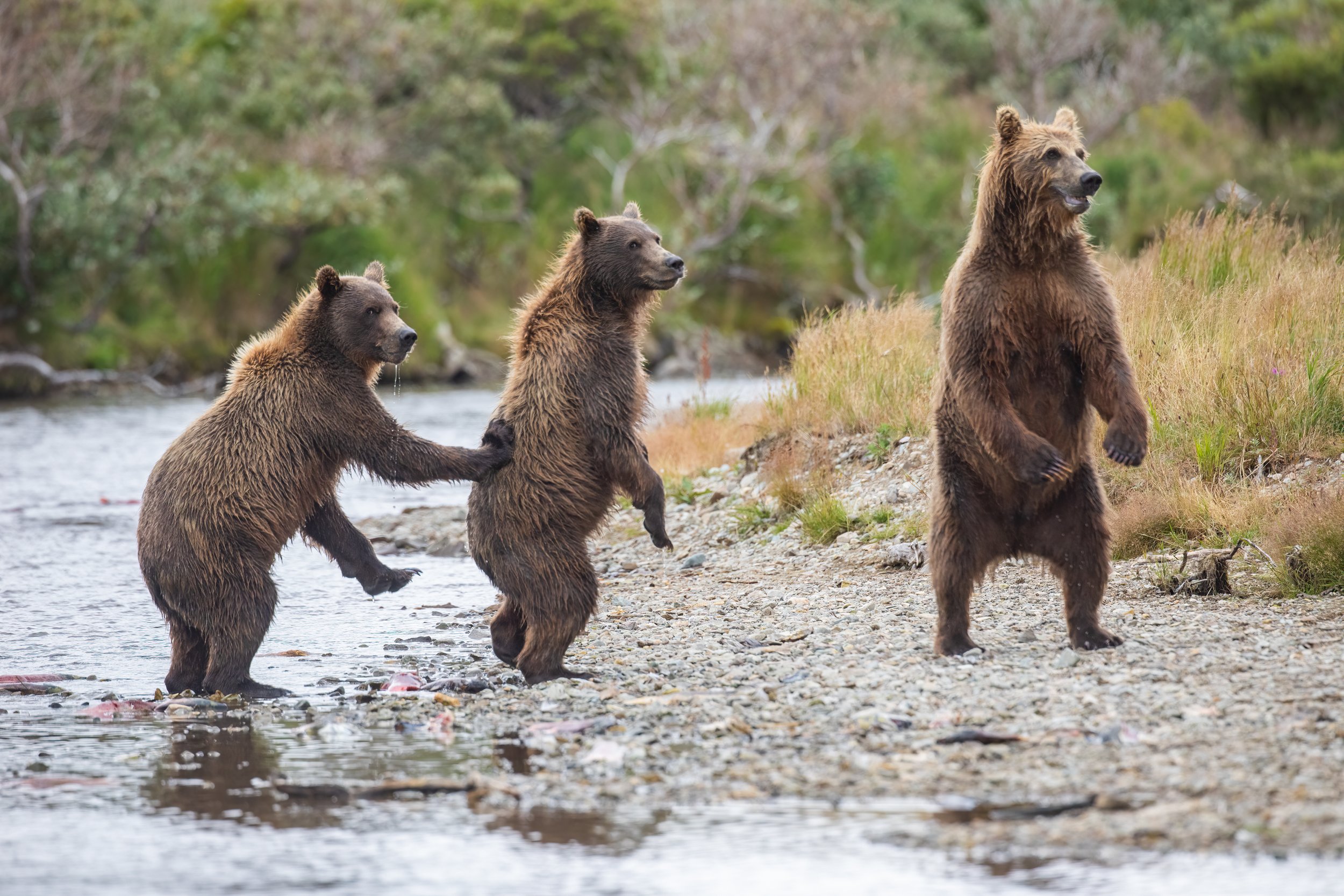 Alaska Bear Photo Tour