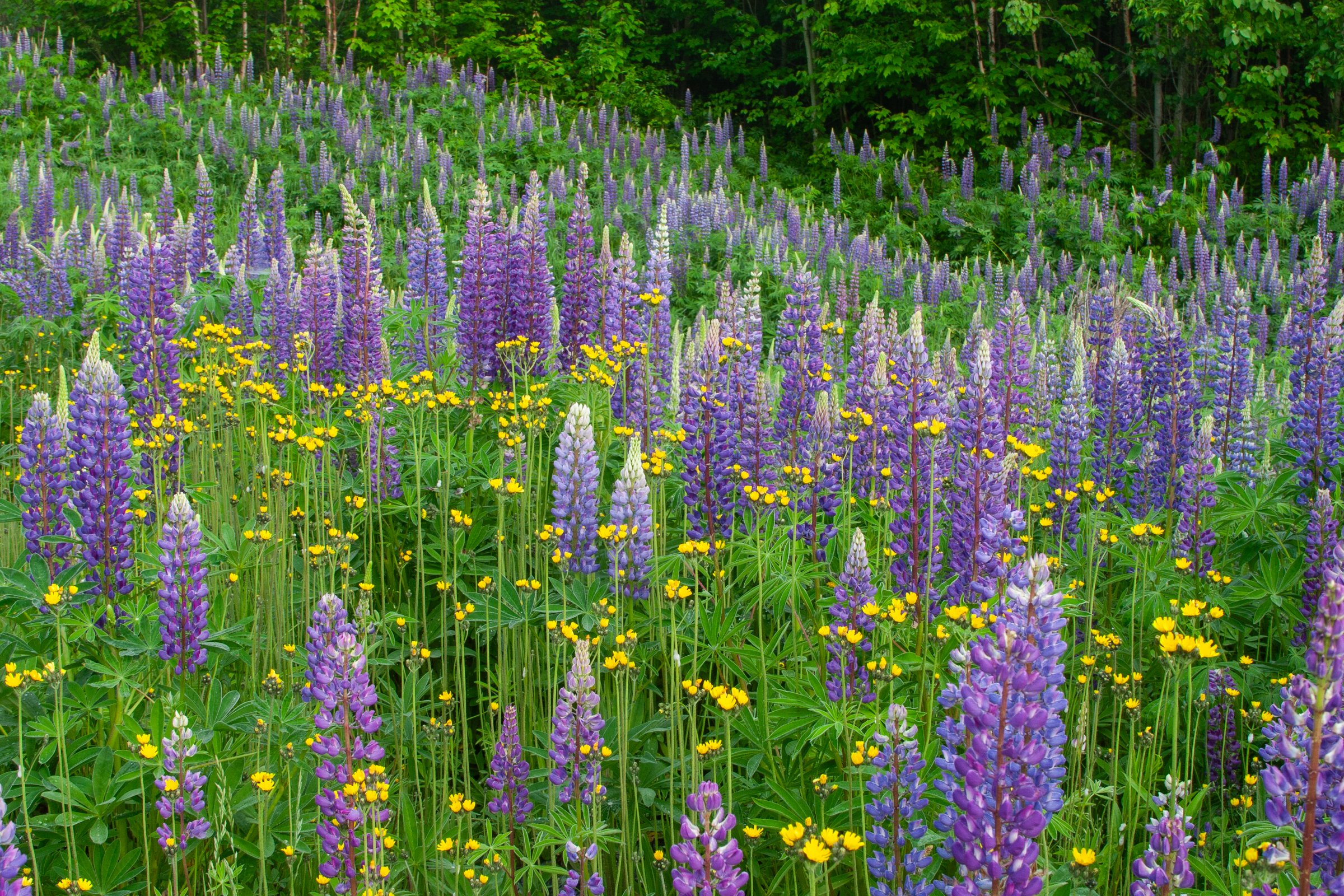 New England Photo Tour