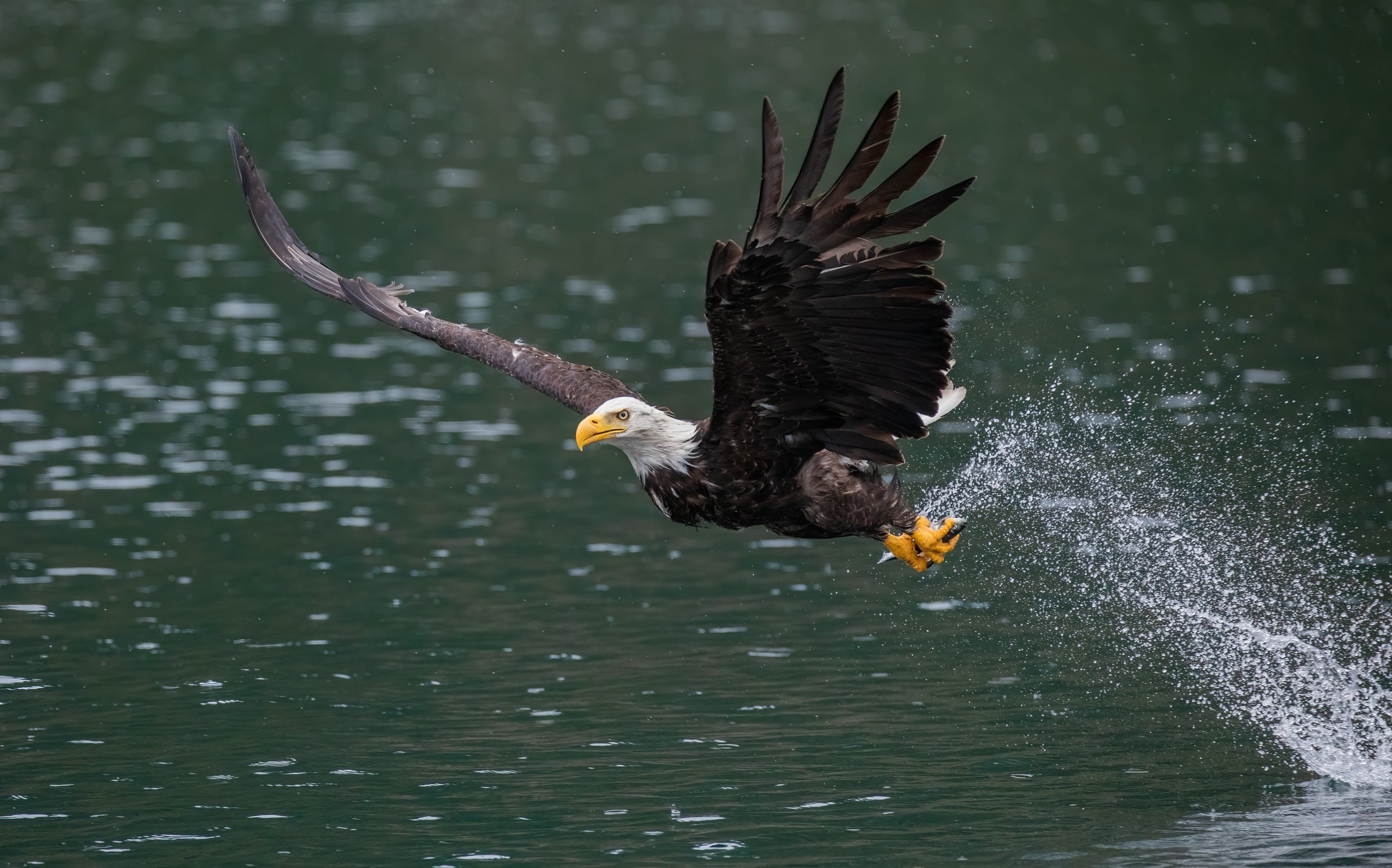 Alaska_Bald_Eagle_Photo_Tour_Workshop-6853.jpg