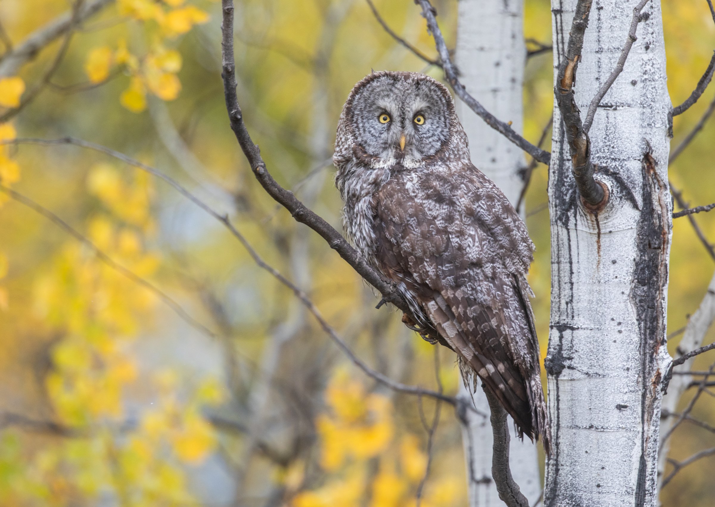 Great Gray Owl, Grand Teton Photo Workshop