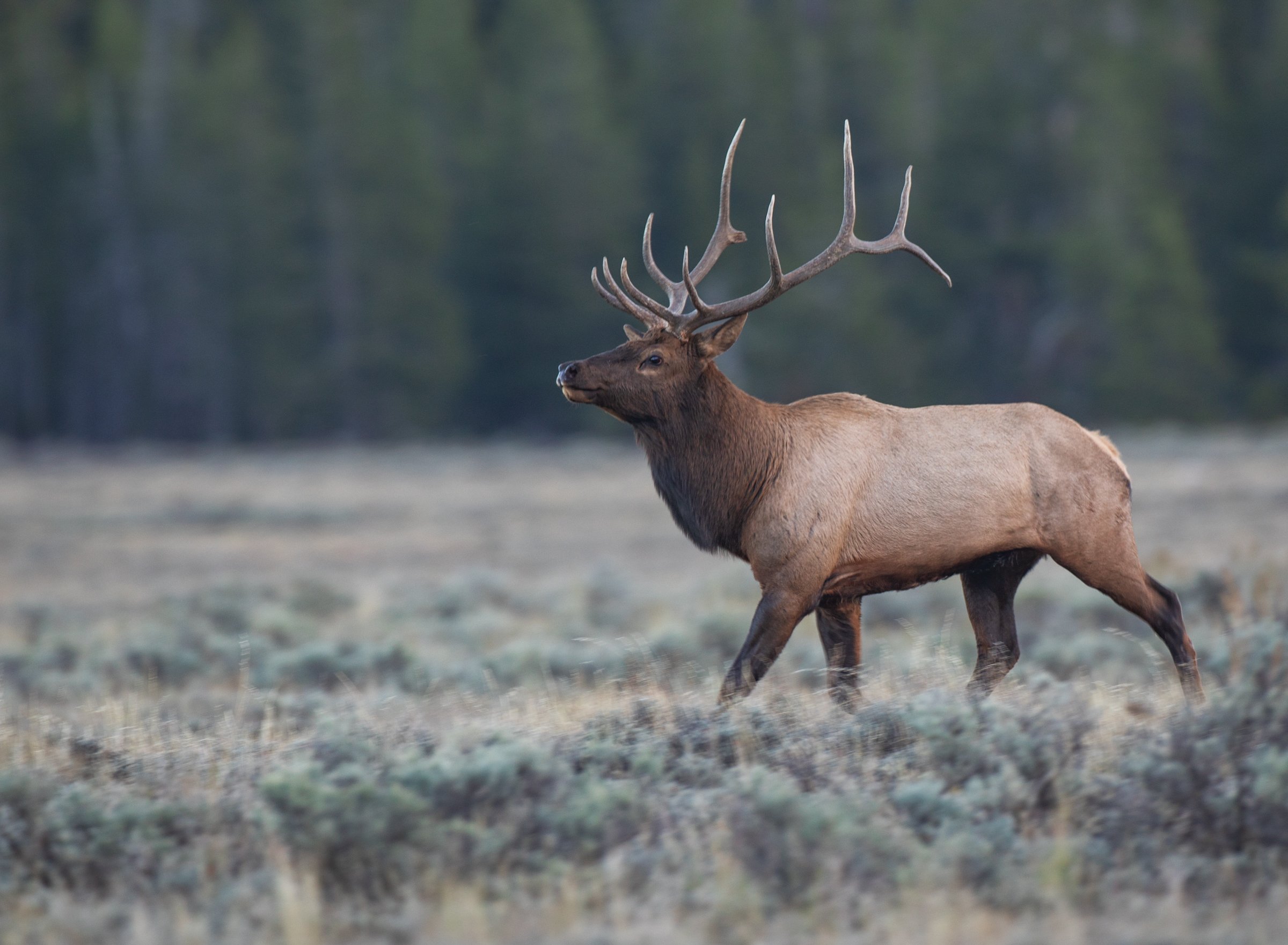 Elk_Grand_Teton_National_Park_photo_tour_workshop-4660.jpg