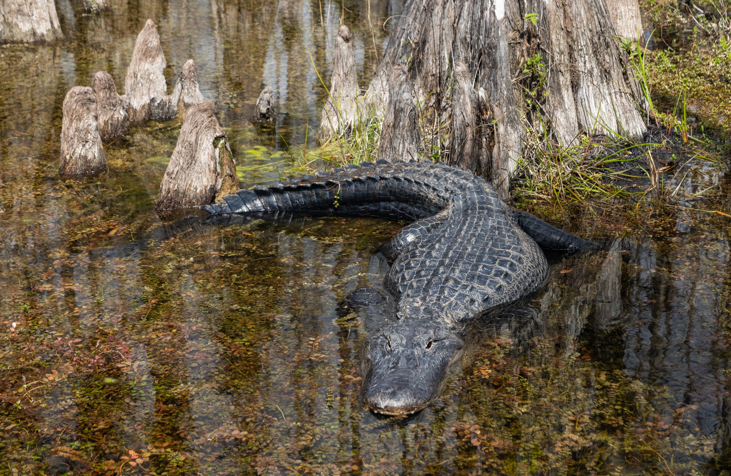 Alligator_Florida_photo_tour_workshop-0414.jpg