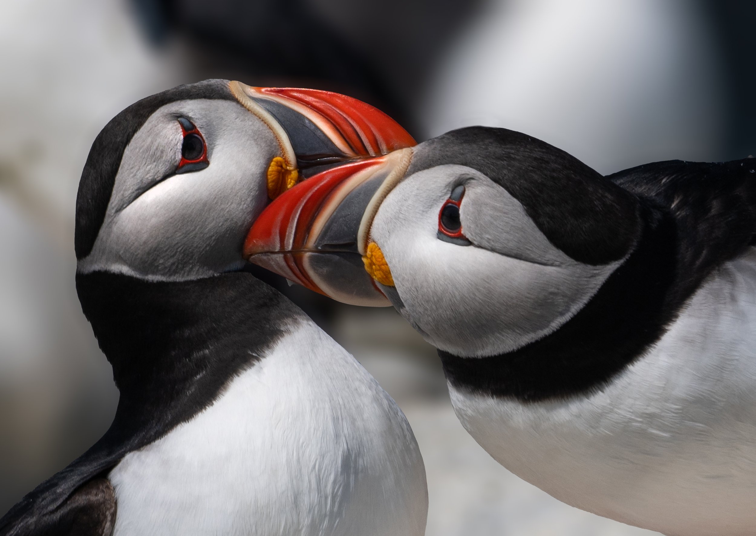 Maine Downeast and Puffin Photo Tour