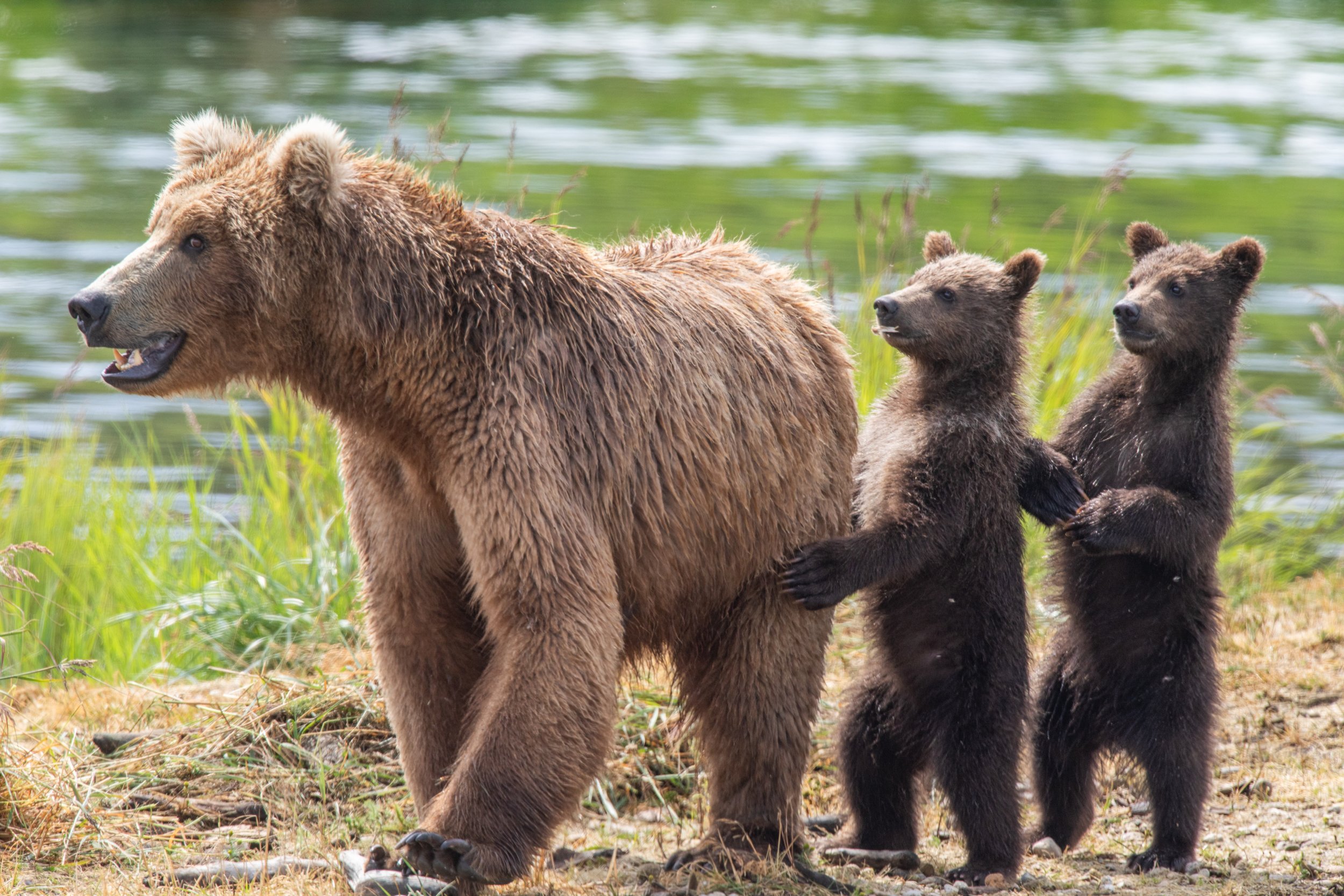 Bear_Alaska_Photo_Tour_Workshop-9404.JPG