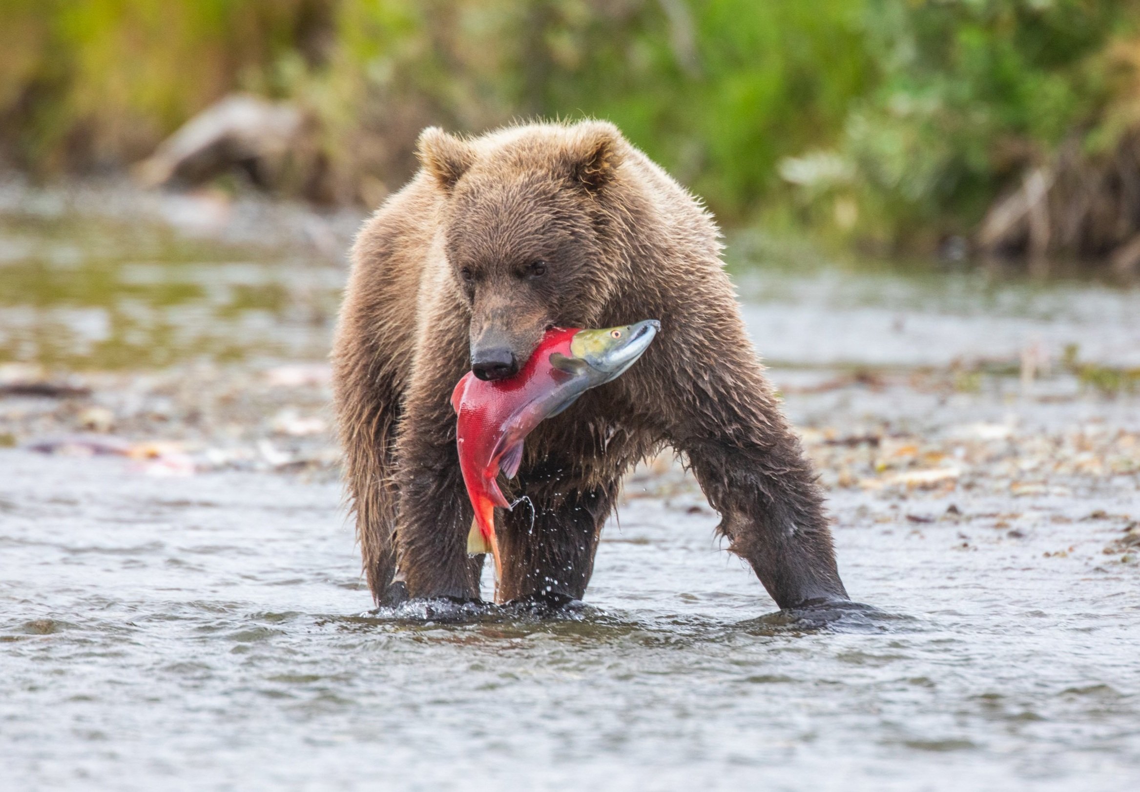 Grizzly-Brown-Bear_Alaska_Photo_Tour_Workshop-0536.jpg