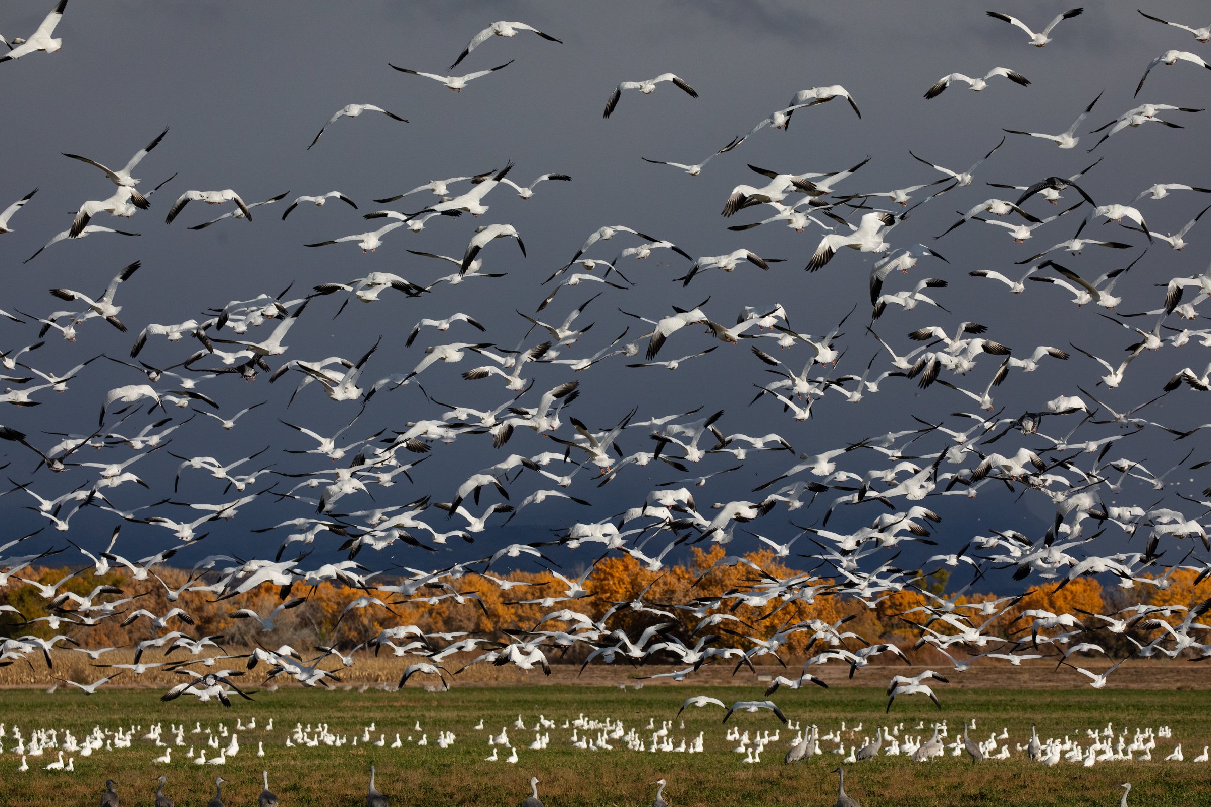 Bosque Del Apache Photo Workshop