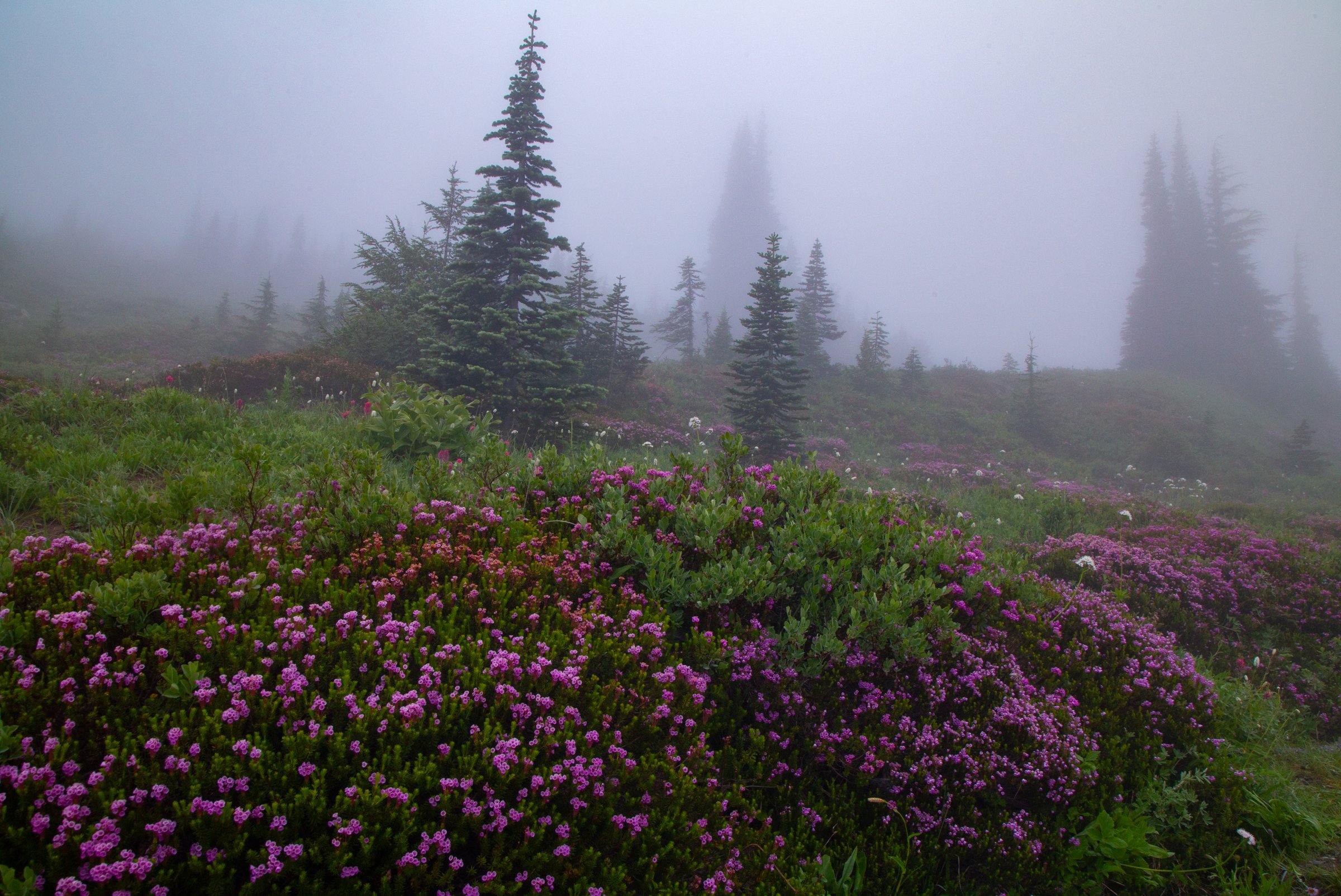 Mount_Rainier_Washigton_photo_tour_workshop-9592.jpg