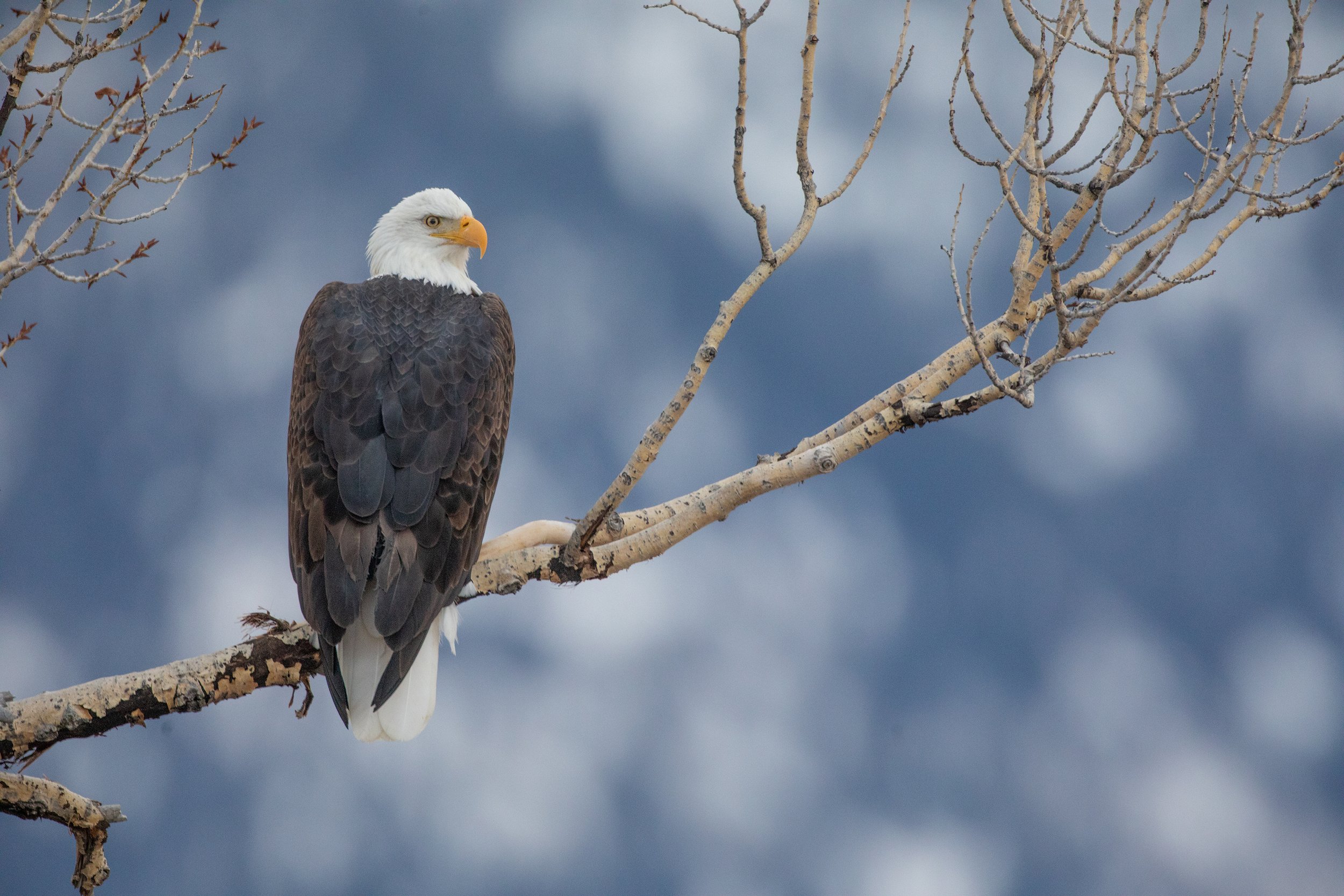 Bald_Eagle_Yellowstone_Winter_Photo_Tour_Workshop-9783-Edit.jpg