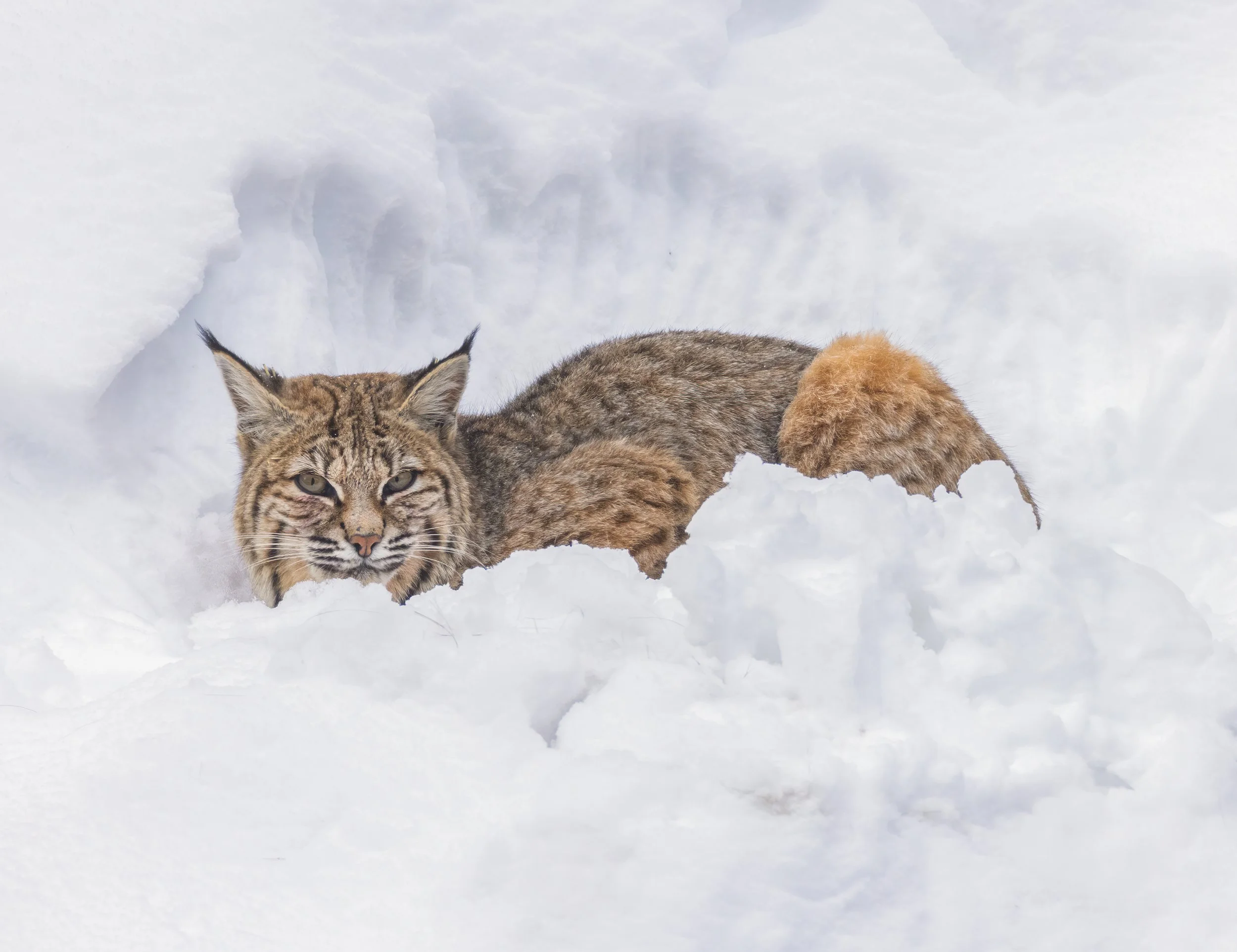 Bobcat_Yellowstone_Winter_Photo_Tour_Workshop-9646-Edit.jpg