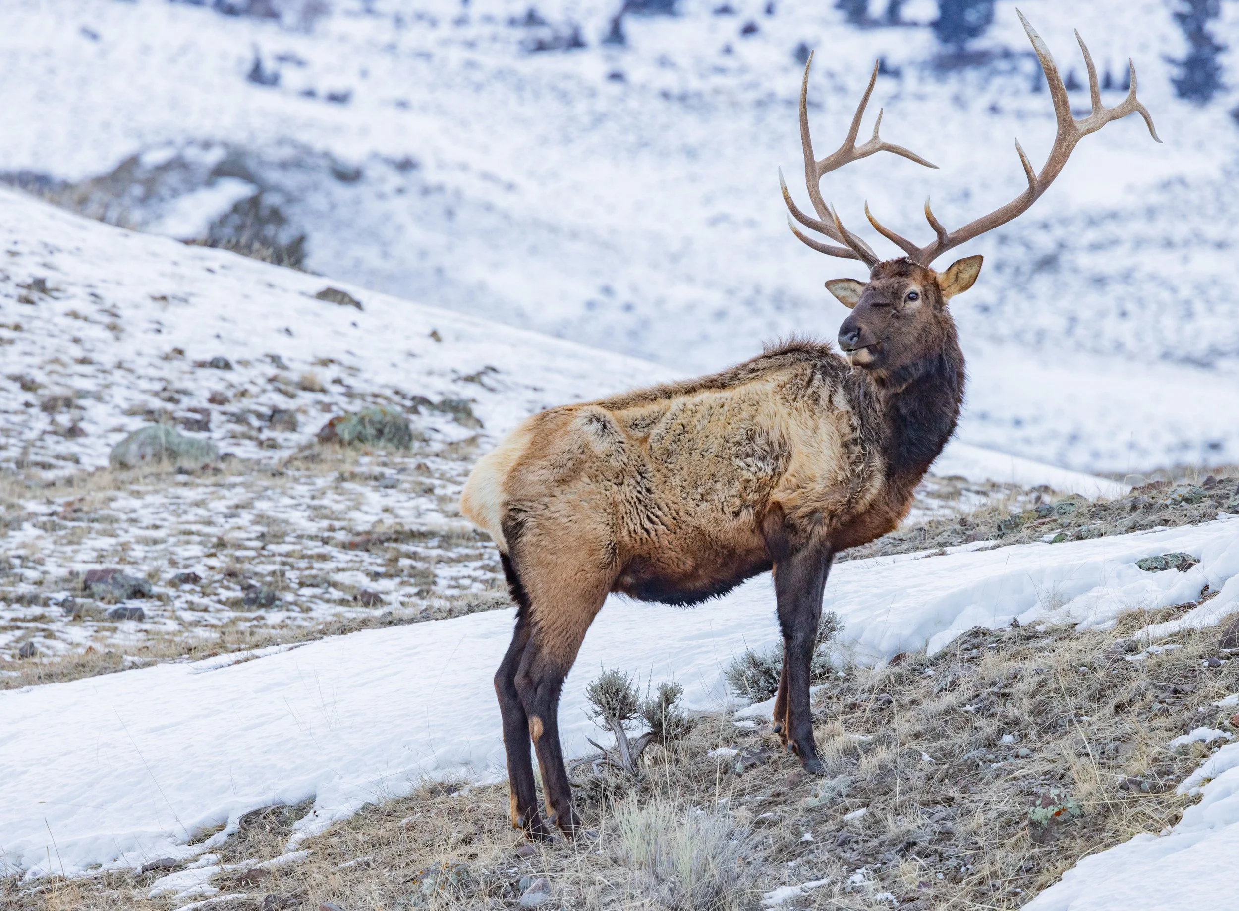 Elk_Yellowstone_Winter_Photo_Tour_Workshop-9025.jpg