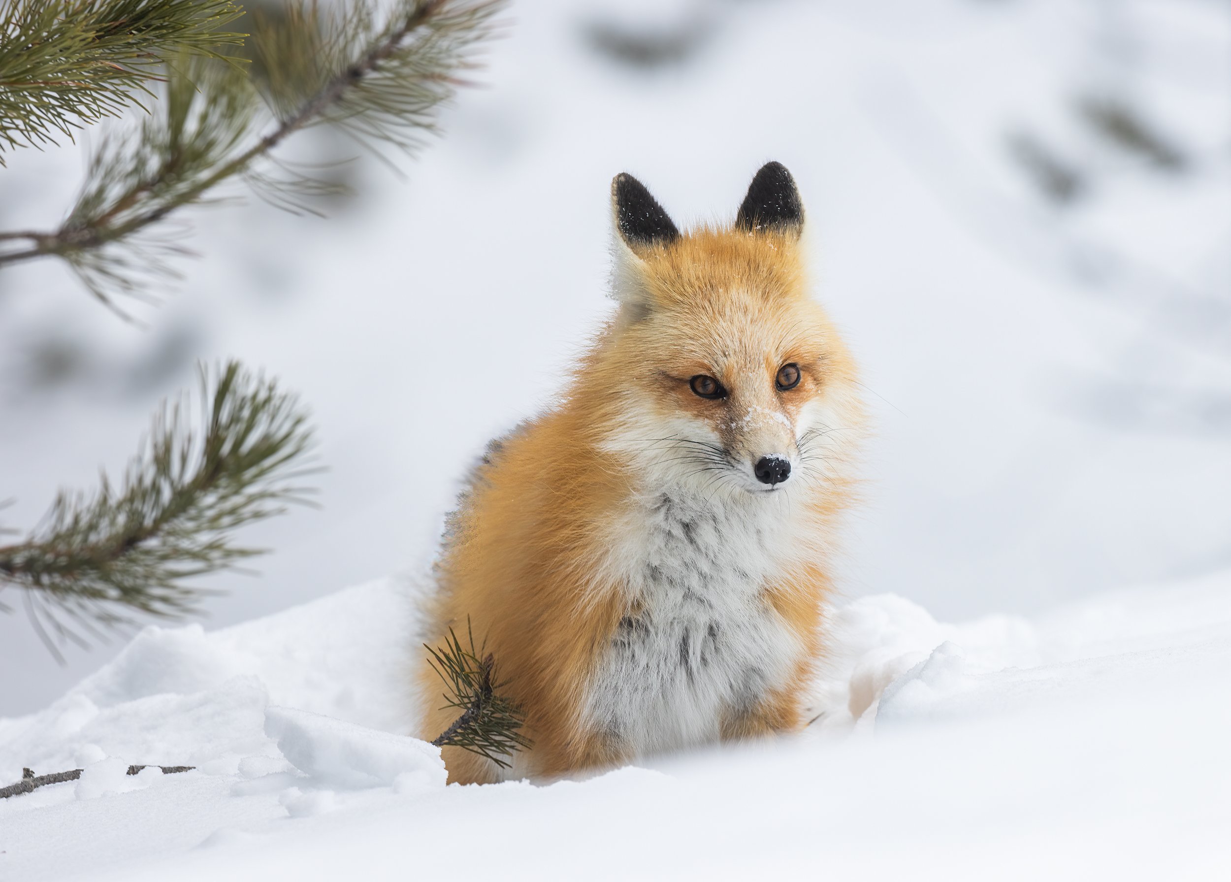 Red_Fox_Yellowstone_Winter_Photo_Tour_Workshop-8454-2-Edit.jpg