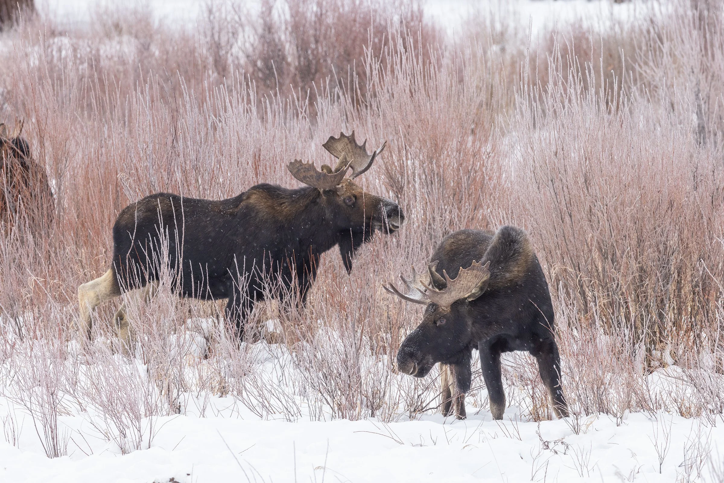 Moose_Yellowstone_Winter_Photo_Tour_Workshop-3963-Edit.jpg