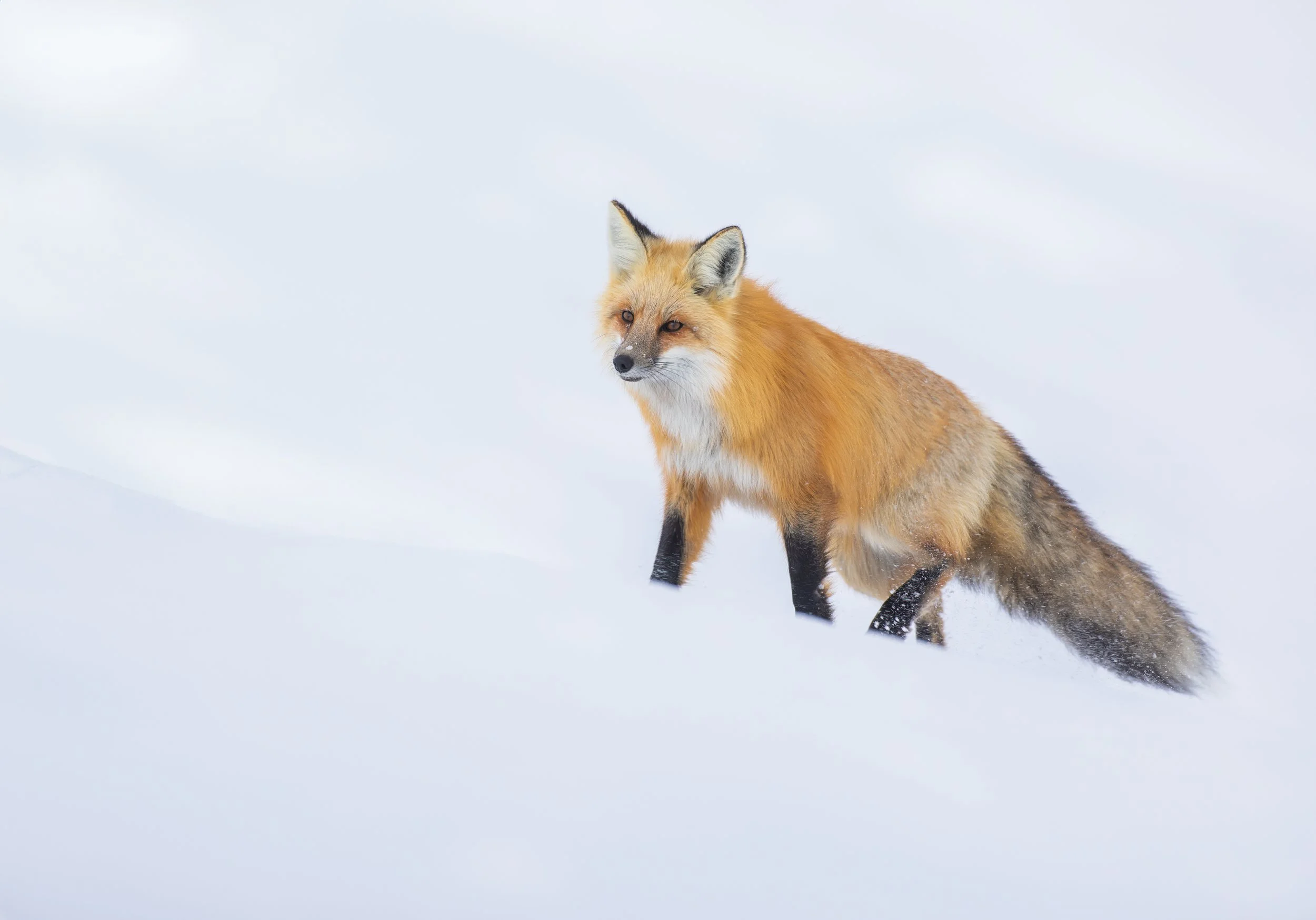 Red_Fox_Yellowstone_Winter_Photo_Tour_Workshop-9128-Edit.jpg