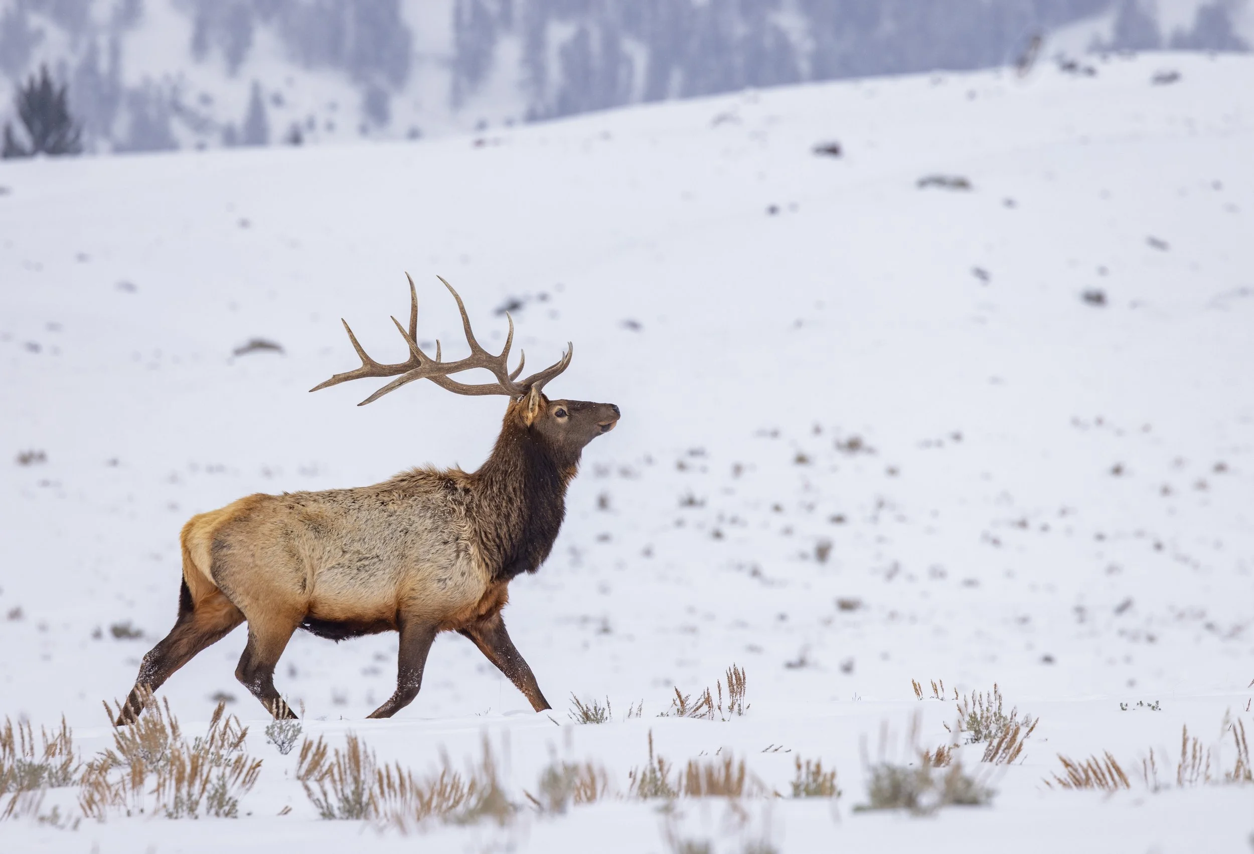 Elk_Yellowstone_Winter_Photo_Tour_Workshop-3733.jpg