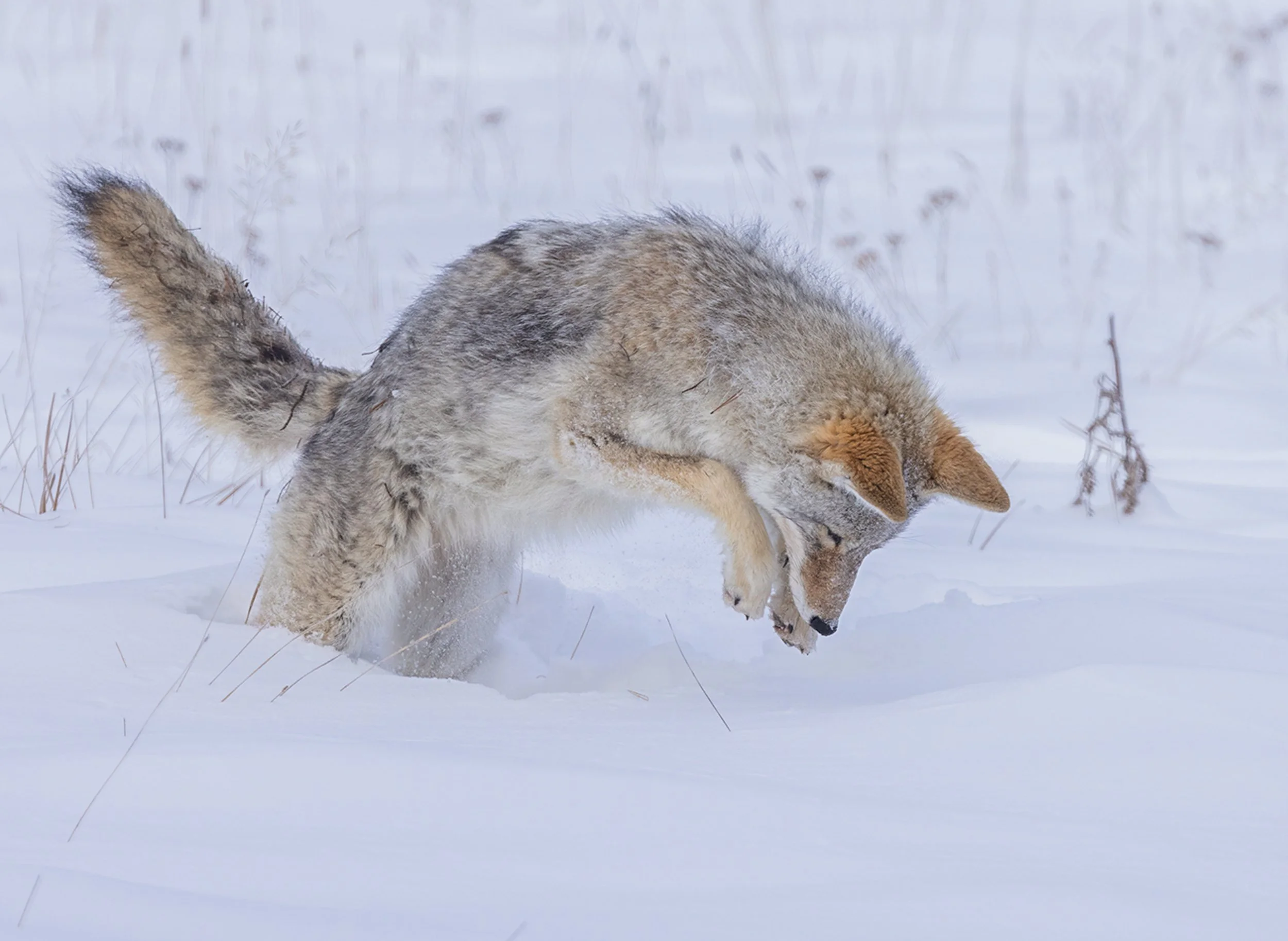 Coyote_Yellowstone_Winter_Tour_Workshop-2248-Edit.jpg