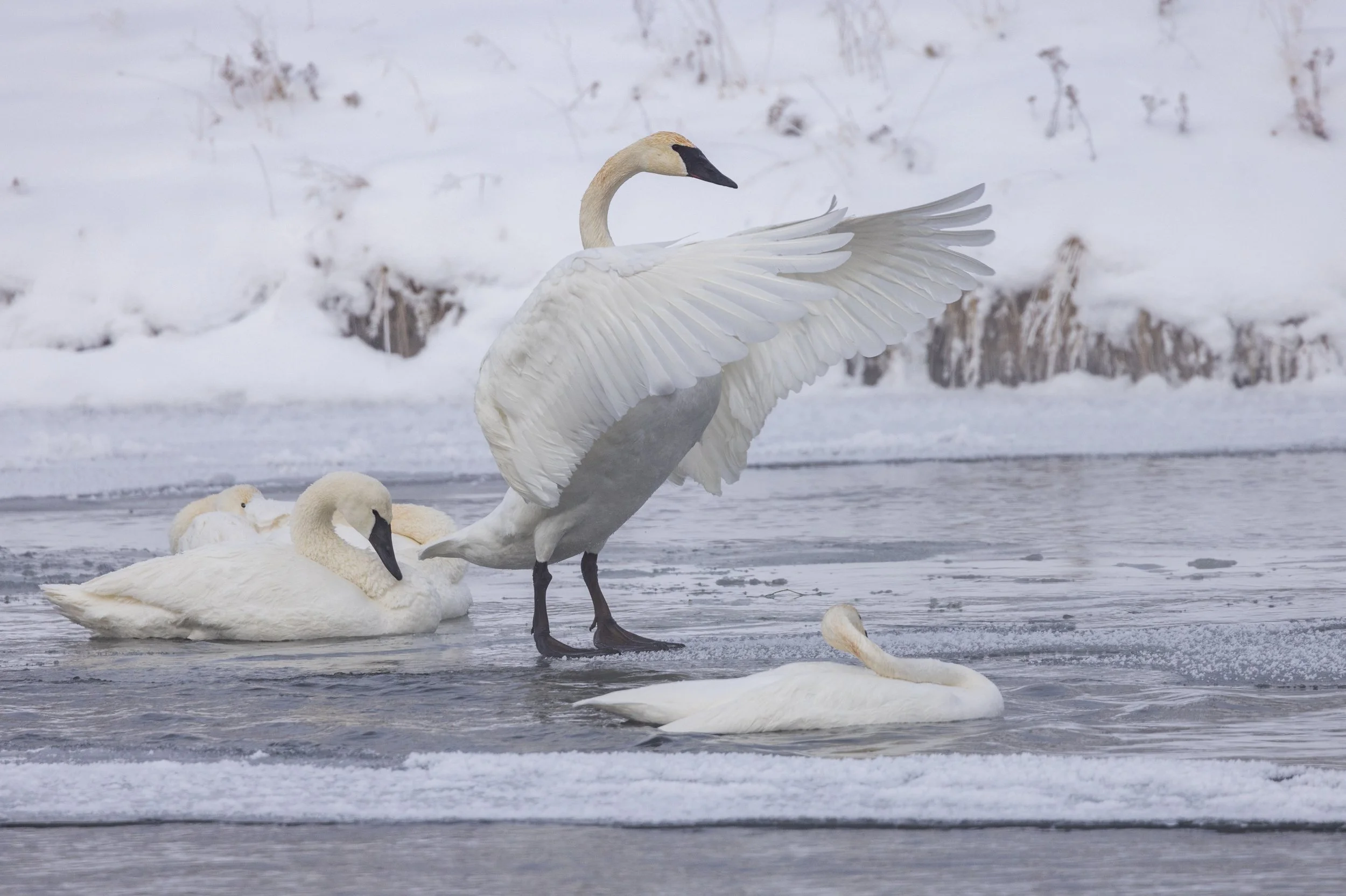Trumpeter_Swan_Yellowstone_Winter_Tour_Workshop-2544.jpg