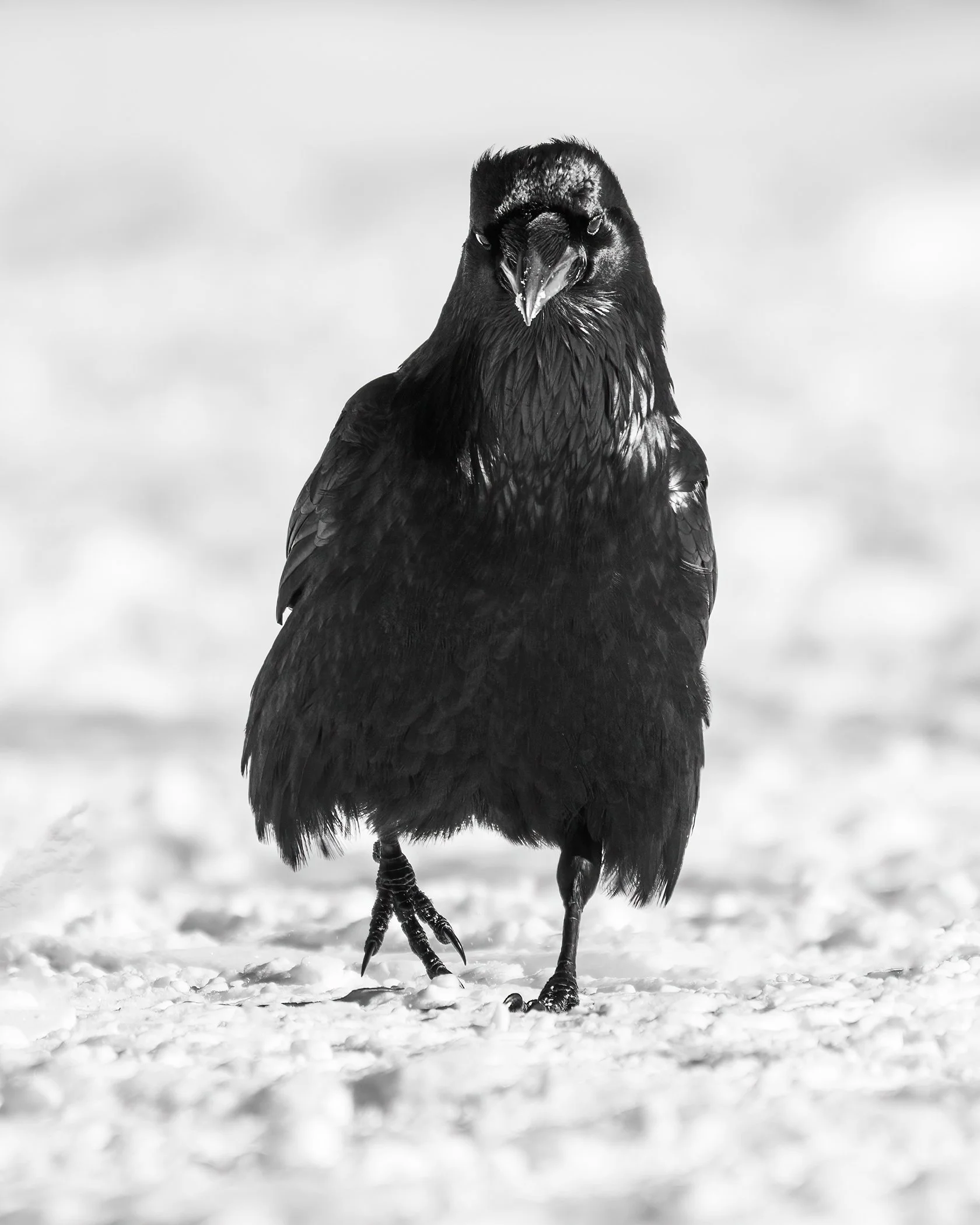 commonraven.jpg