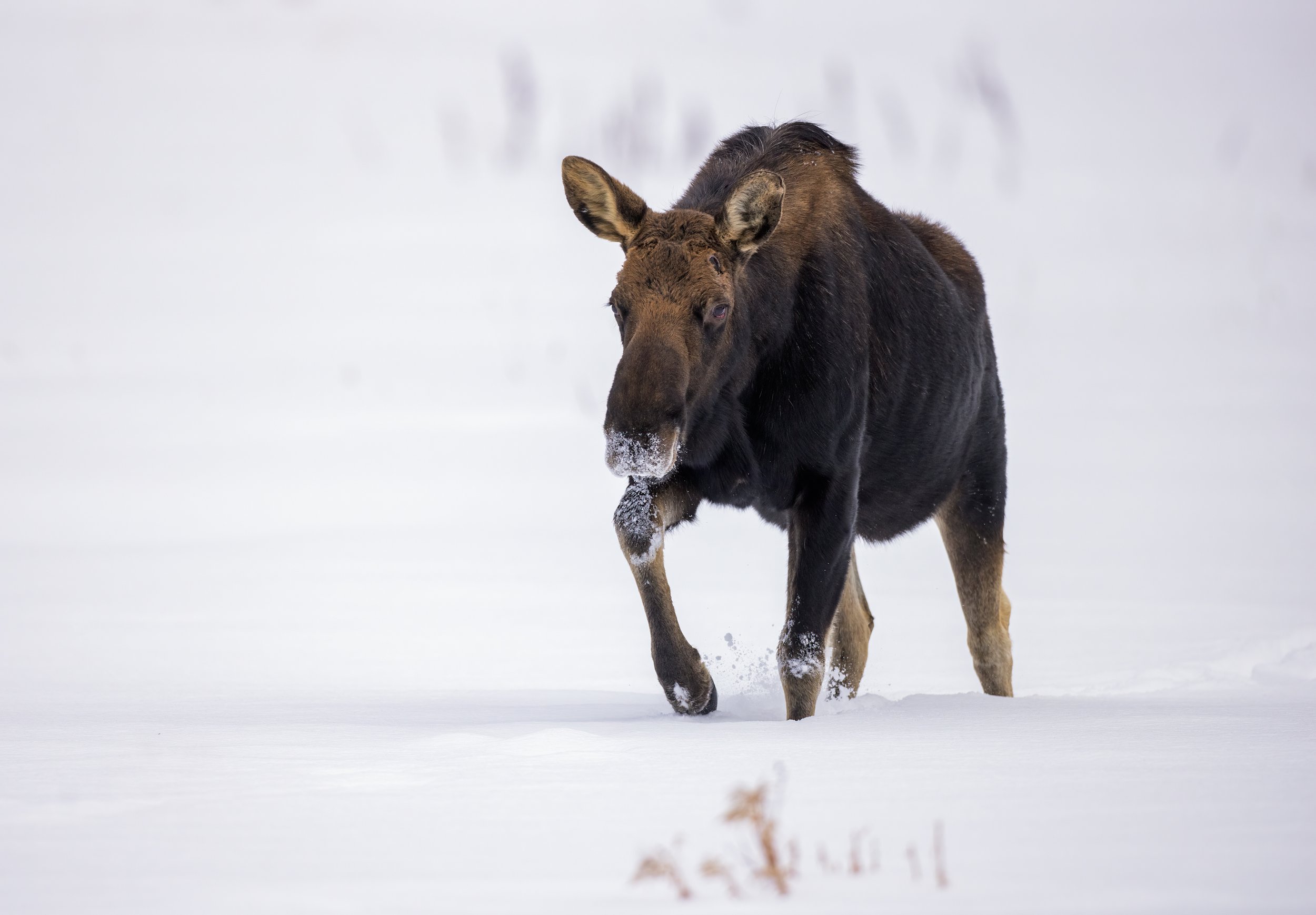 Yellowstone_Winter_Moose_Photo_Tour_Workshop-9795-Edit.jpg
