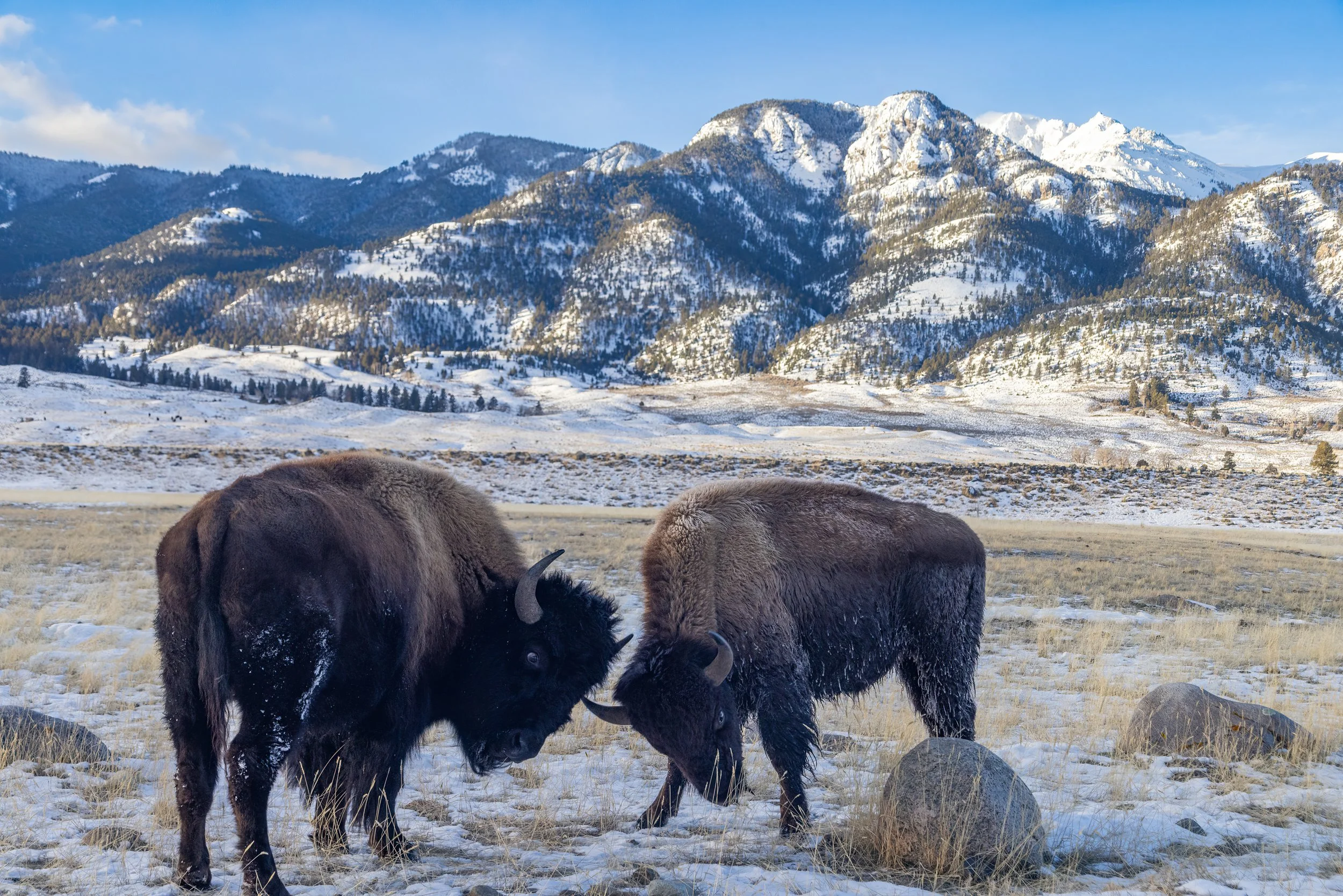 Yellowstone_Winter_Bison_Photo_Tour_Workshop-6449-Edit.jpg
