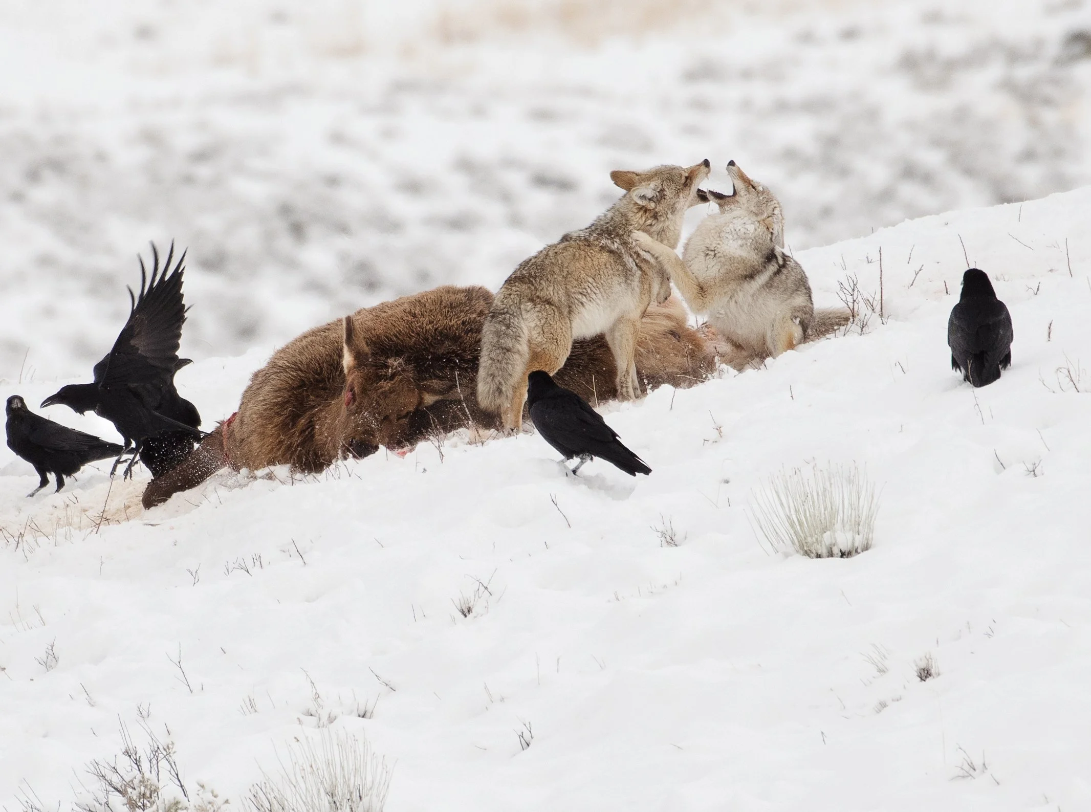 Yellowstone_Winter_Photo_Tour_Workshop_JB.jpg