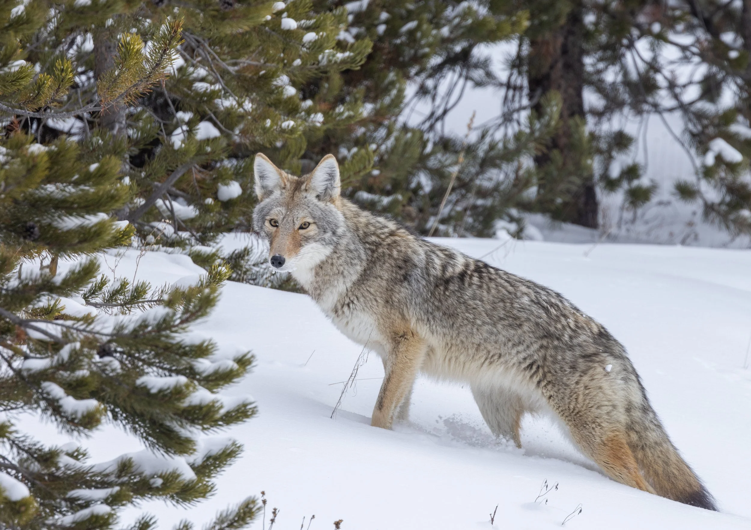 Coyote_Yellowstone_Winter_Tour_Workshop-2629.jpg
