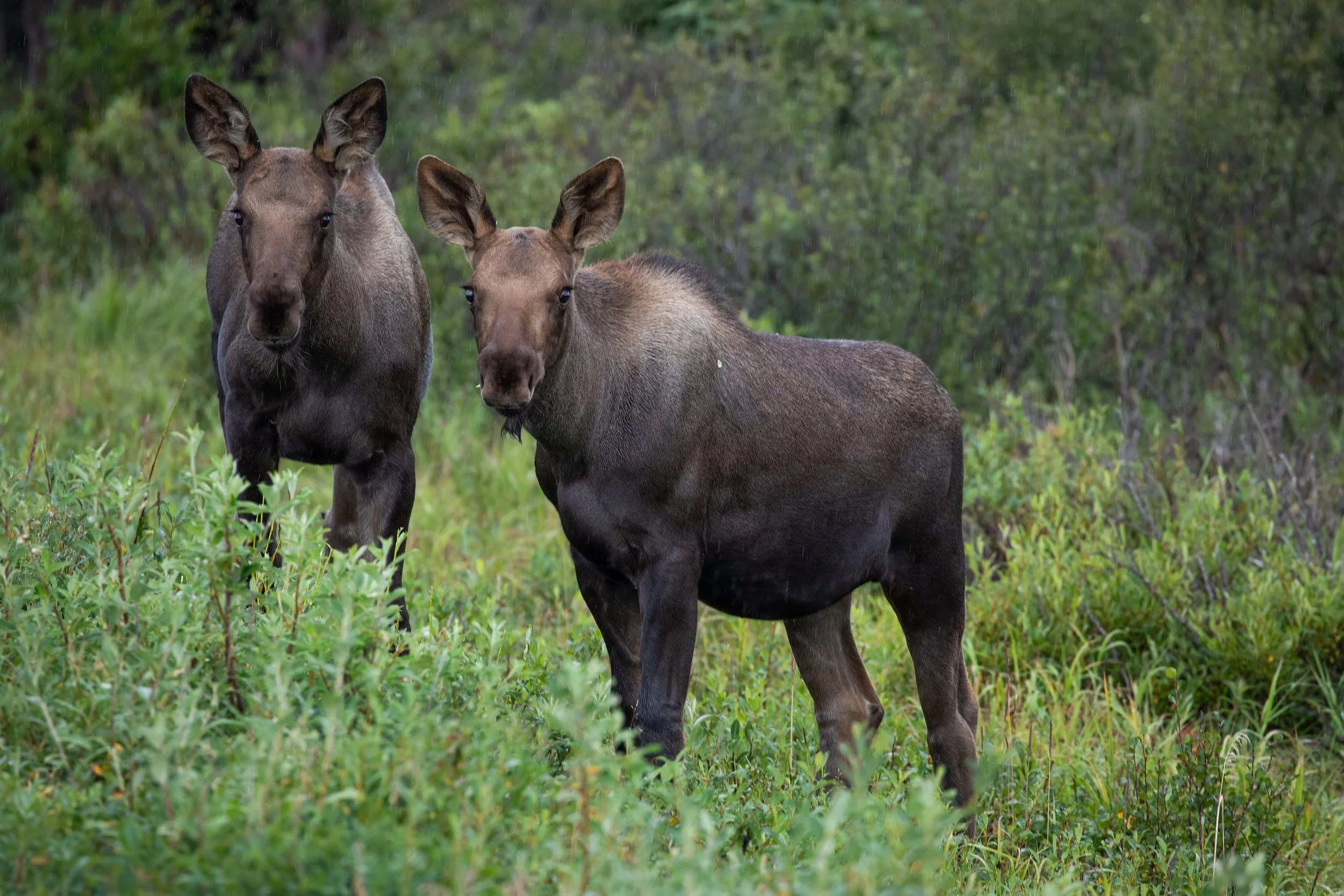 Moose_Alaska_Photo_Tour_Workshop-7226.jpg