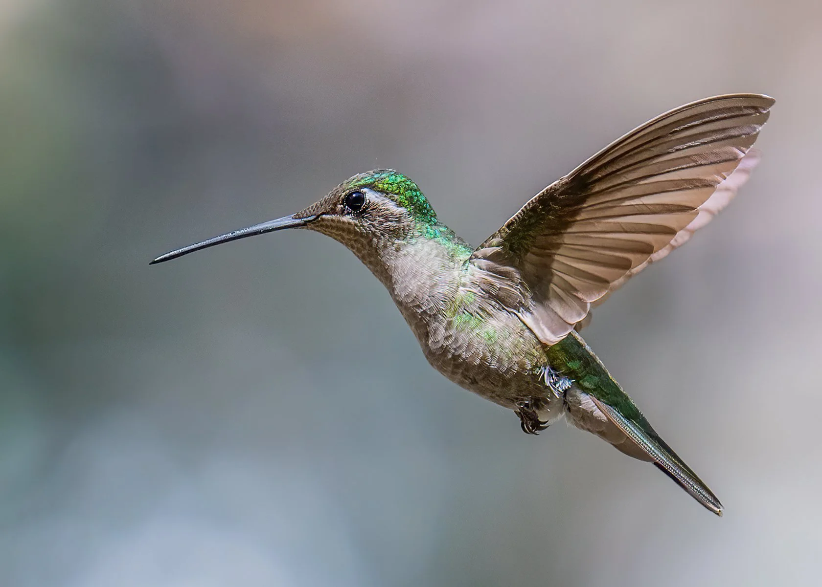 Arizona Bird Photography Tour — Slonina Nature Photography