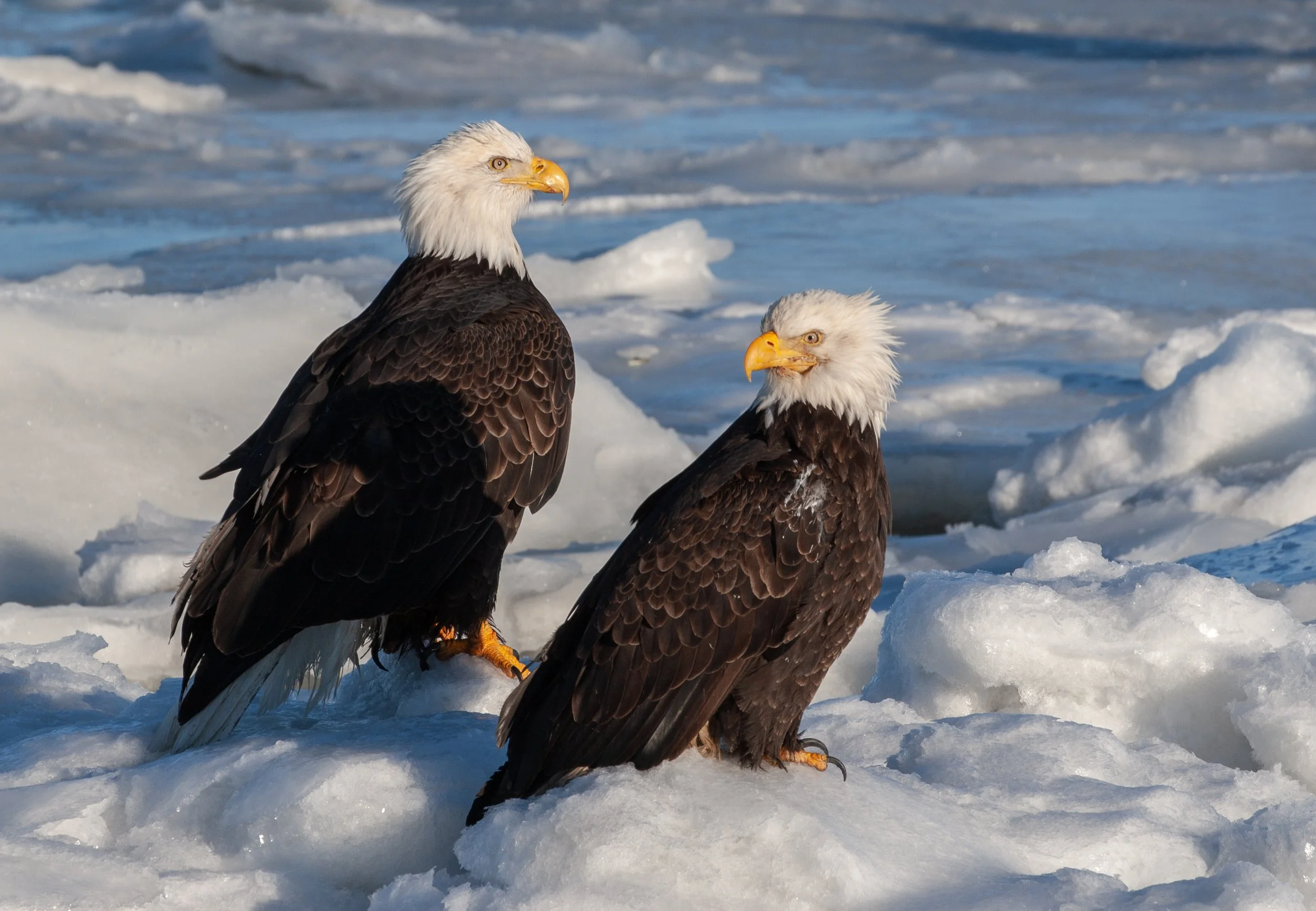 Bald_Eagle_Alaska_Photo_Tour_Workshop--2-2.jpg