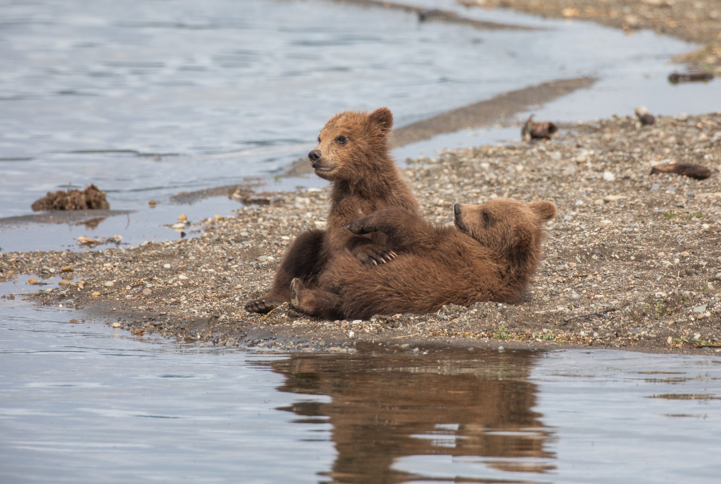 Bears_Alaska_Photo_Workshop_Tour-0866.jpg